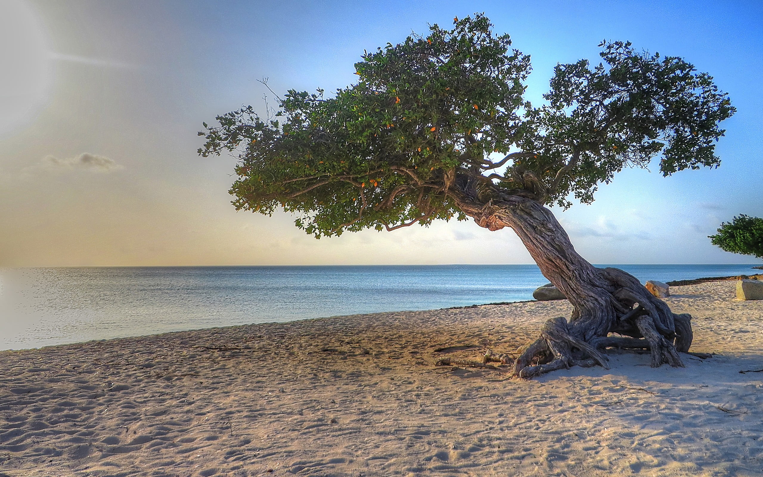 green tree near seashore Aruba beach trees nature water 2k