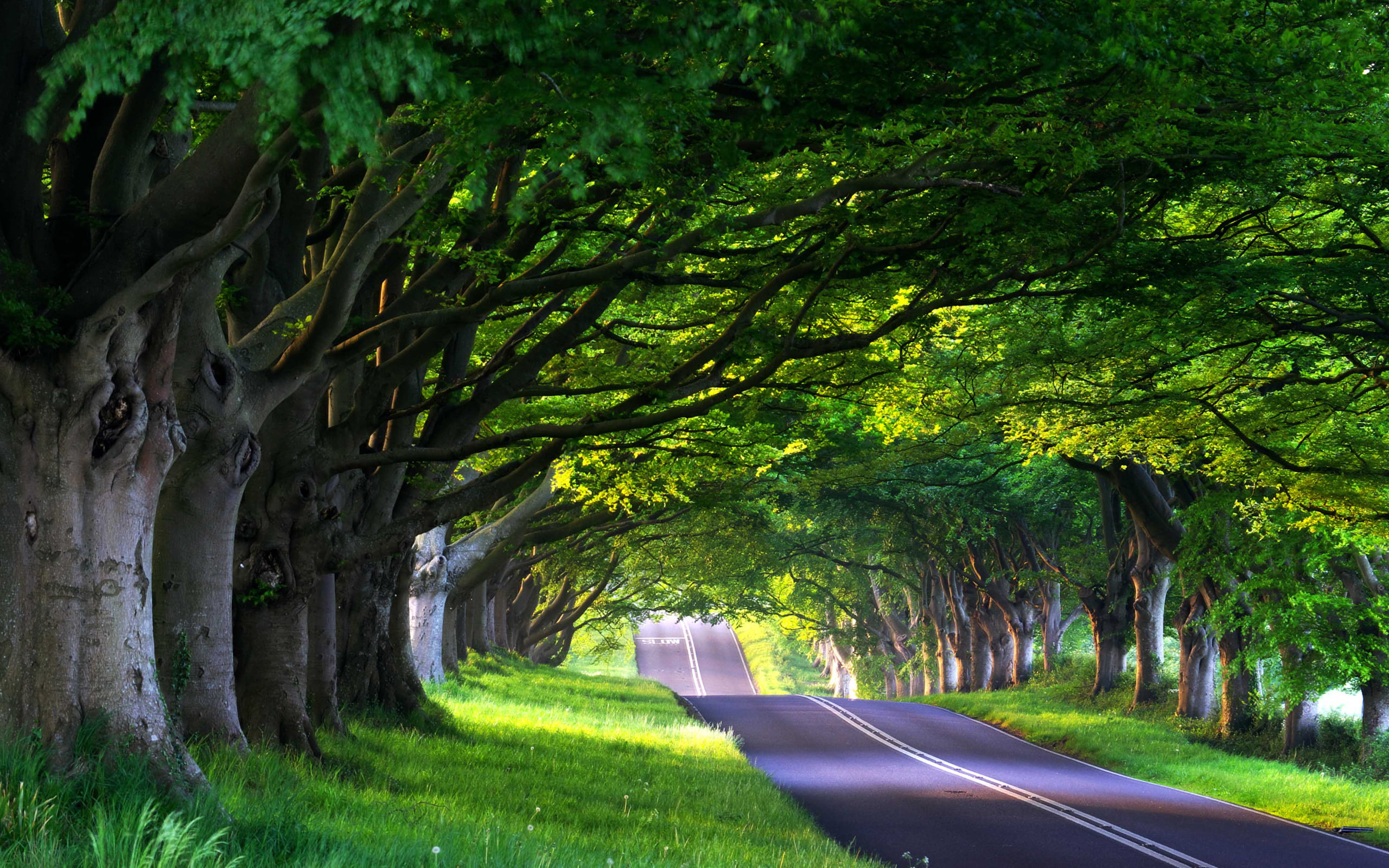 green trees and gray asphalt road forest summer nature travel 2k