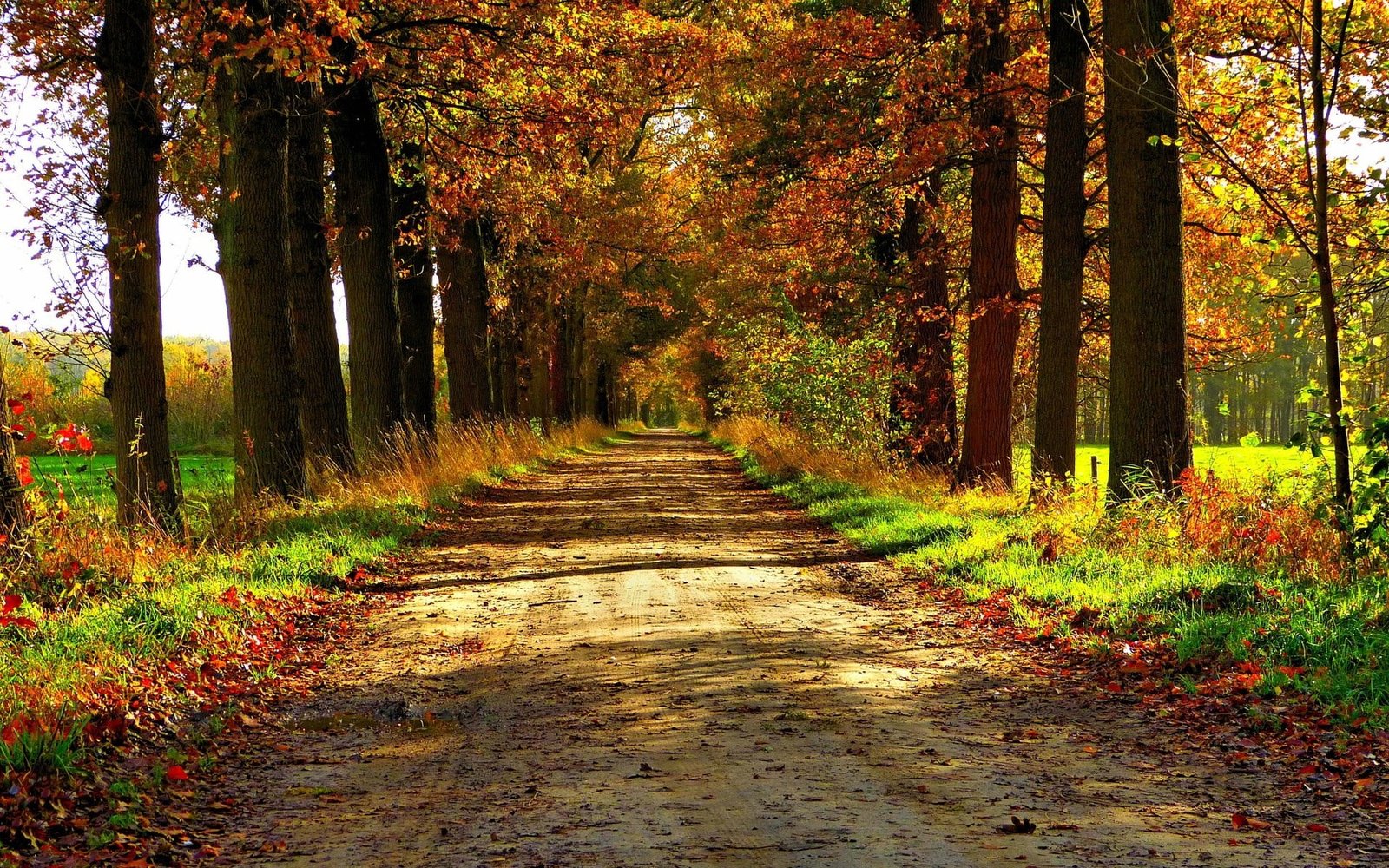 laptop backgrounds nature images tree plant autumn 2k