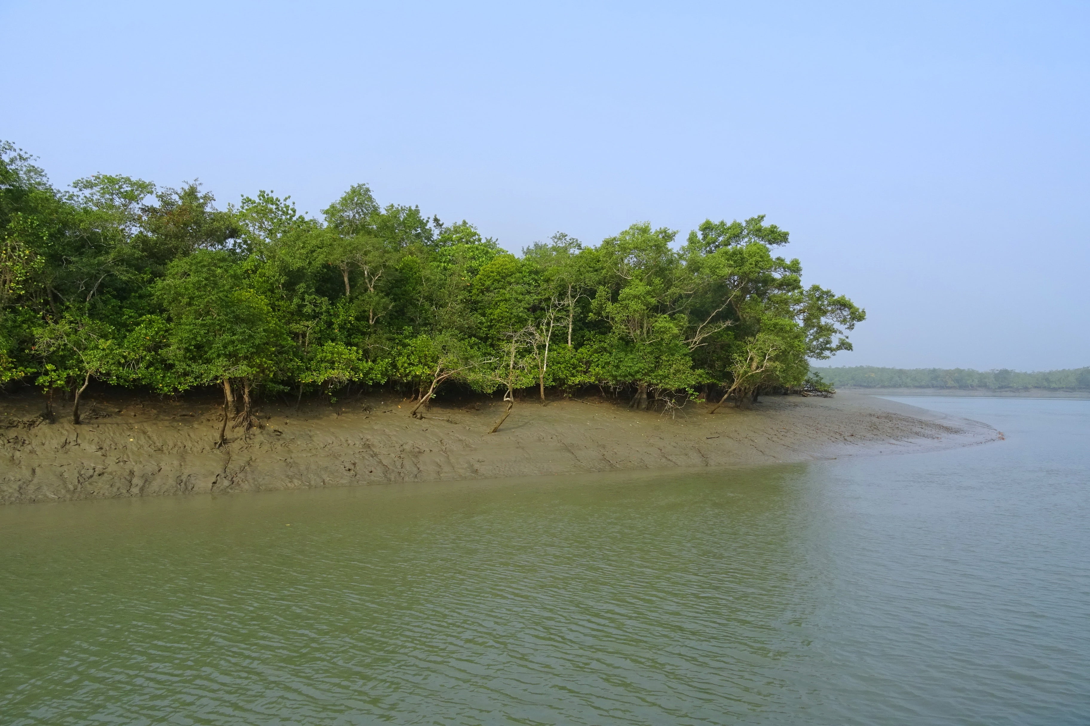 mangroves sundarbans swamp forest river ramsar site unesco 2k 4k