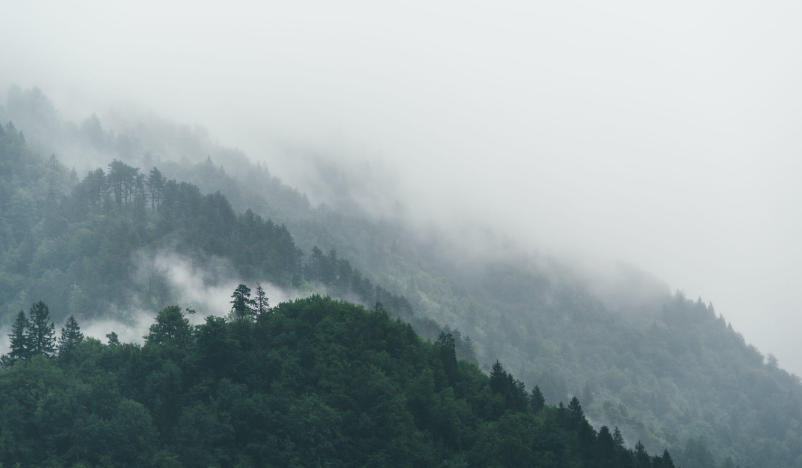 mountain forest trees nature landscape fog foggy scenery 2k 4k 5k