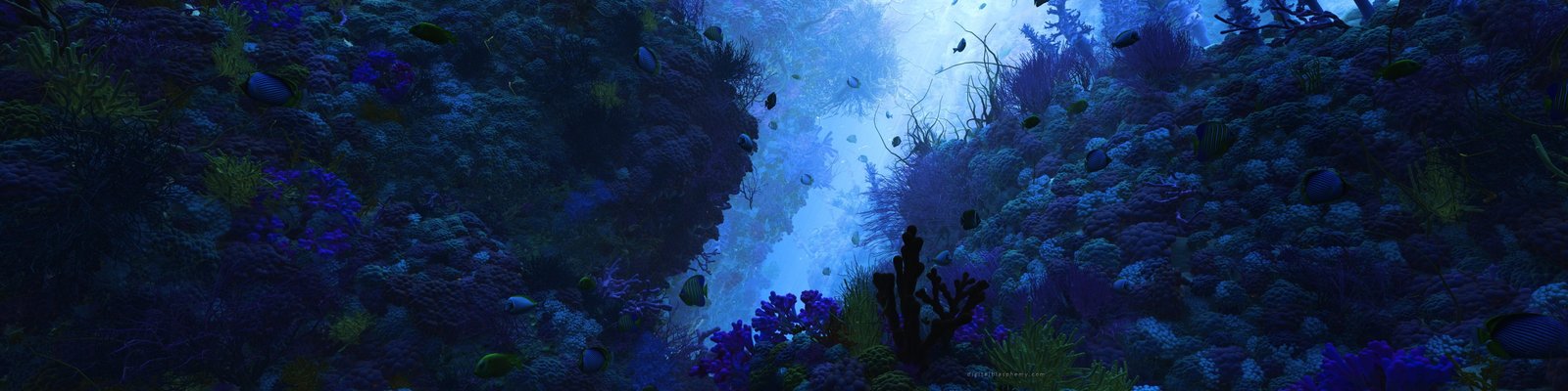 multiple display underwater fish nature sea 2k 4k 5k