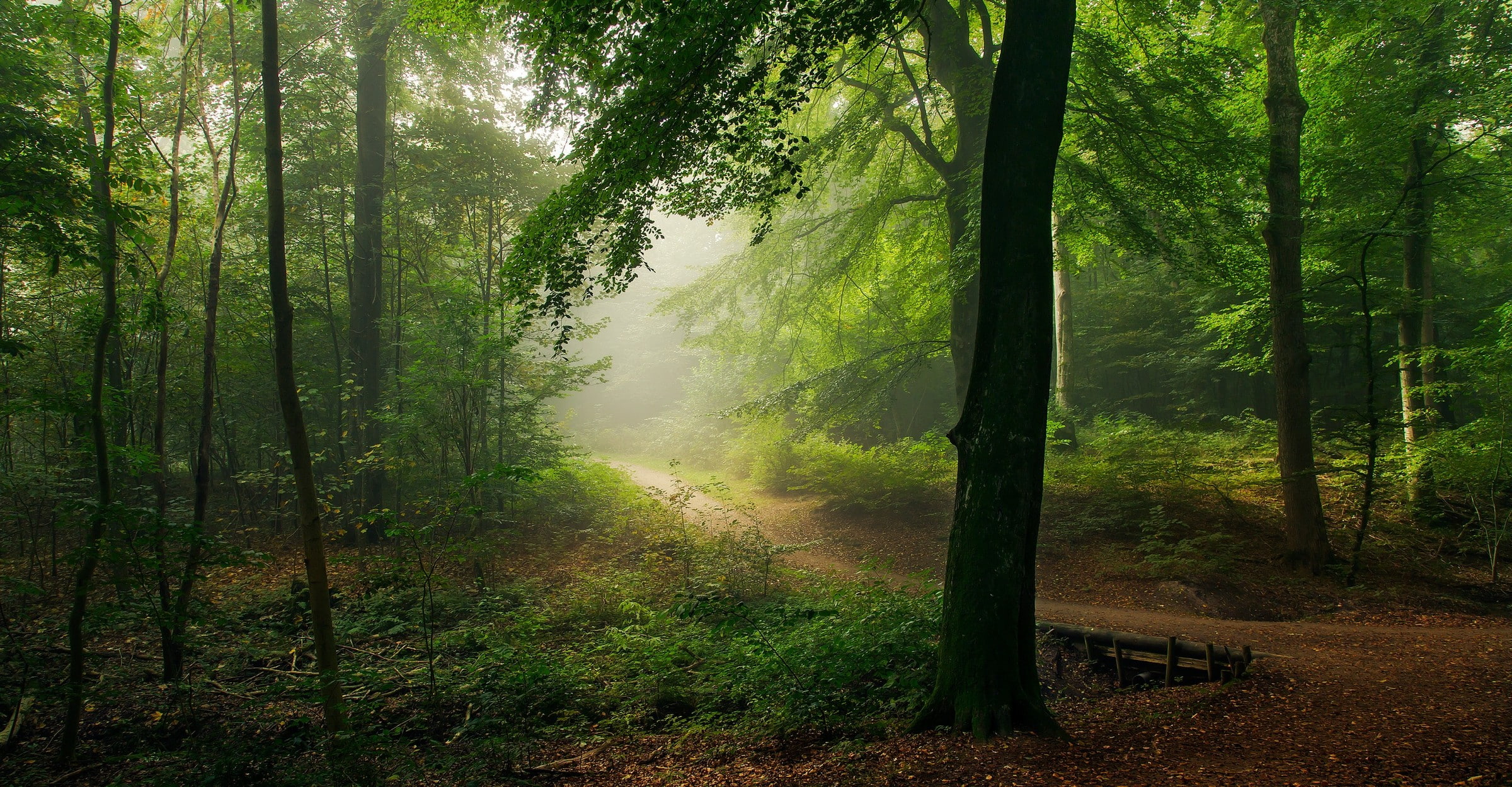 nature landscape path forest mist shrubs morning trees 2k