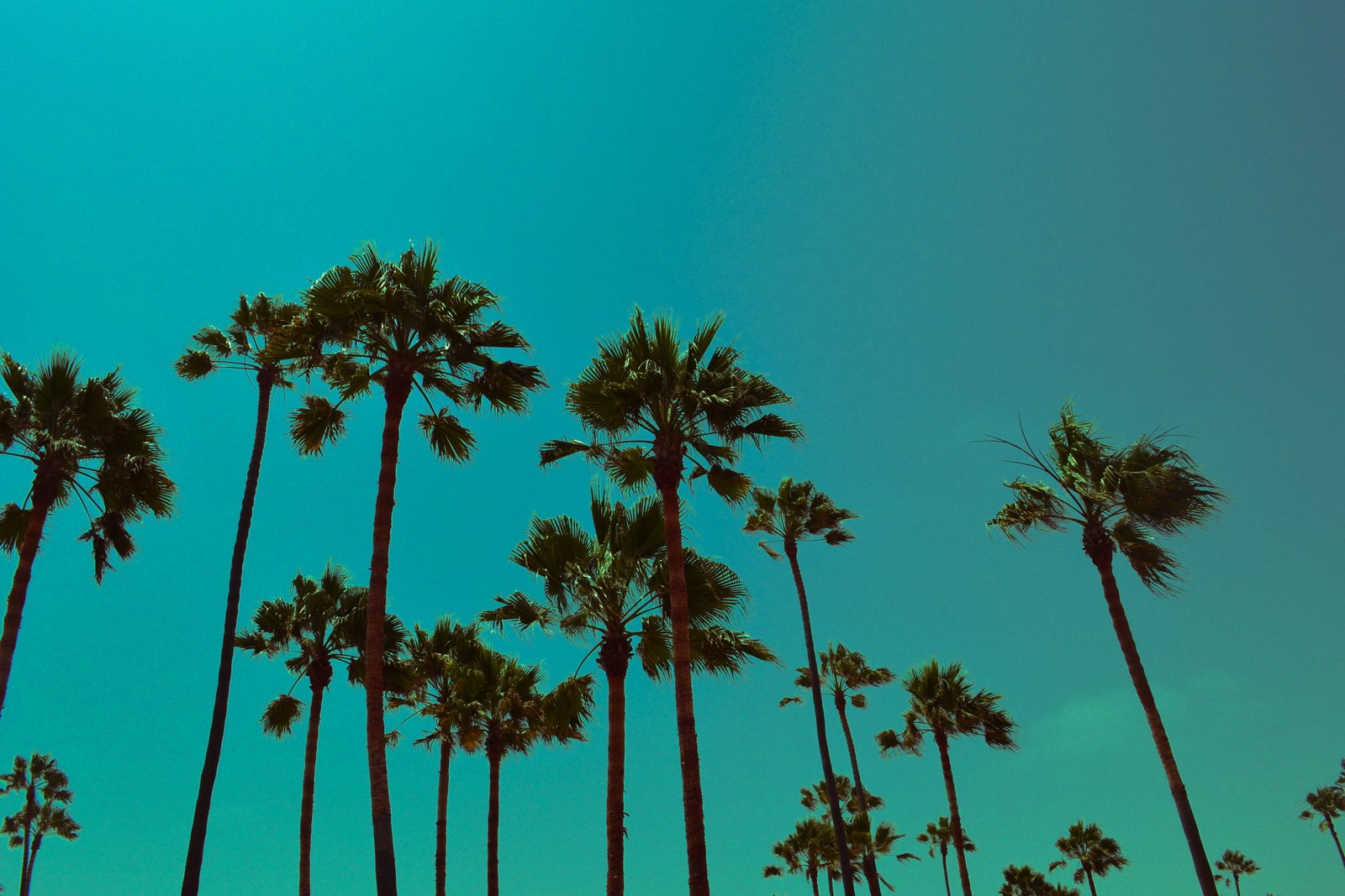 Palm trees in Los Angeles California nature natural sky summer 2k 4k