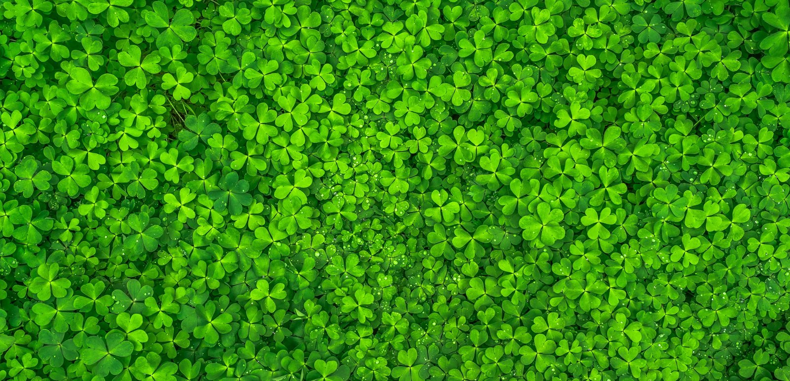photo of clover grass leaf nature green spring abstract 2k