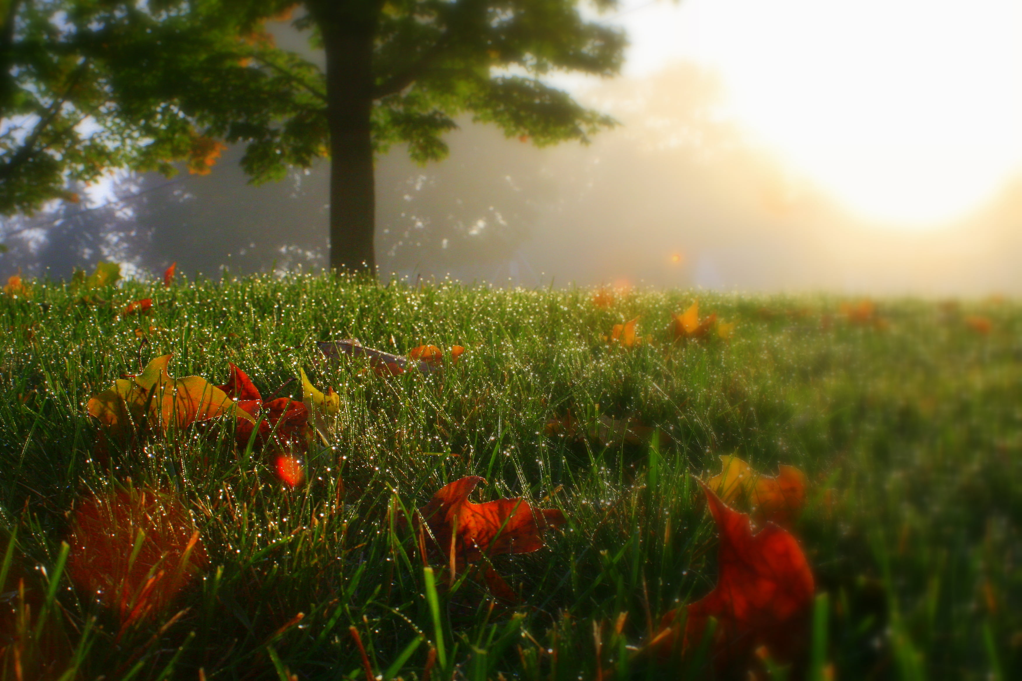 photo of grassfield with flowers and tress leaves portrait art 2k 4k