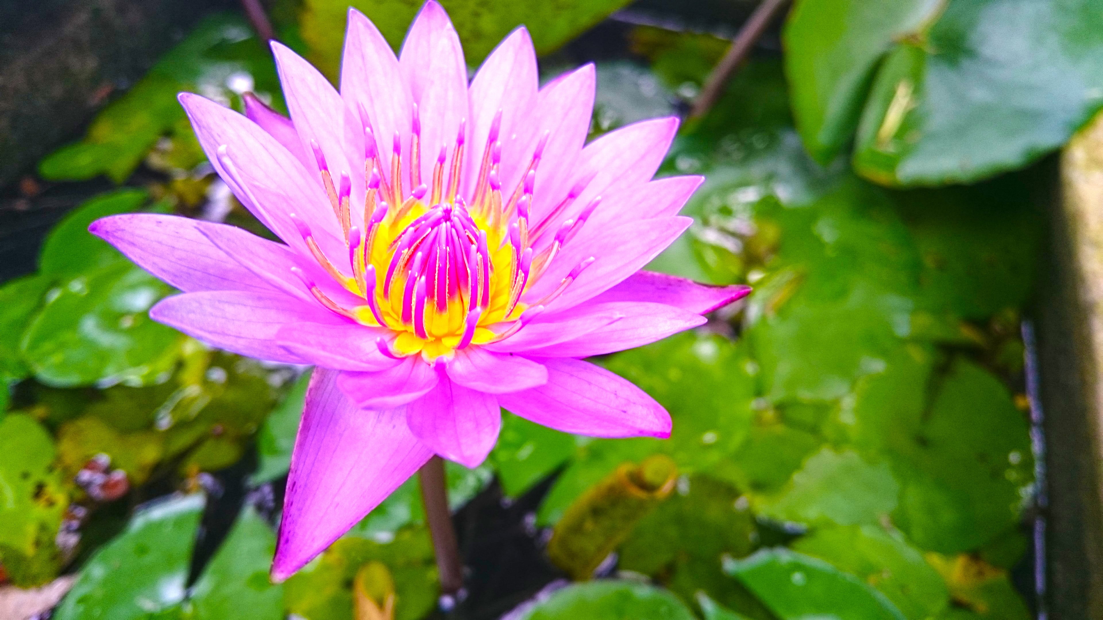 pink flower nature lotus flowers beach Sri Lanka flowering plant 2k 4k
