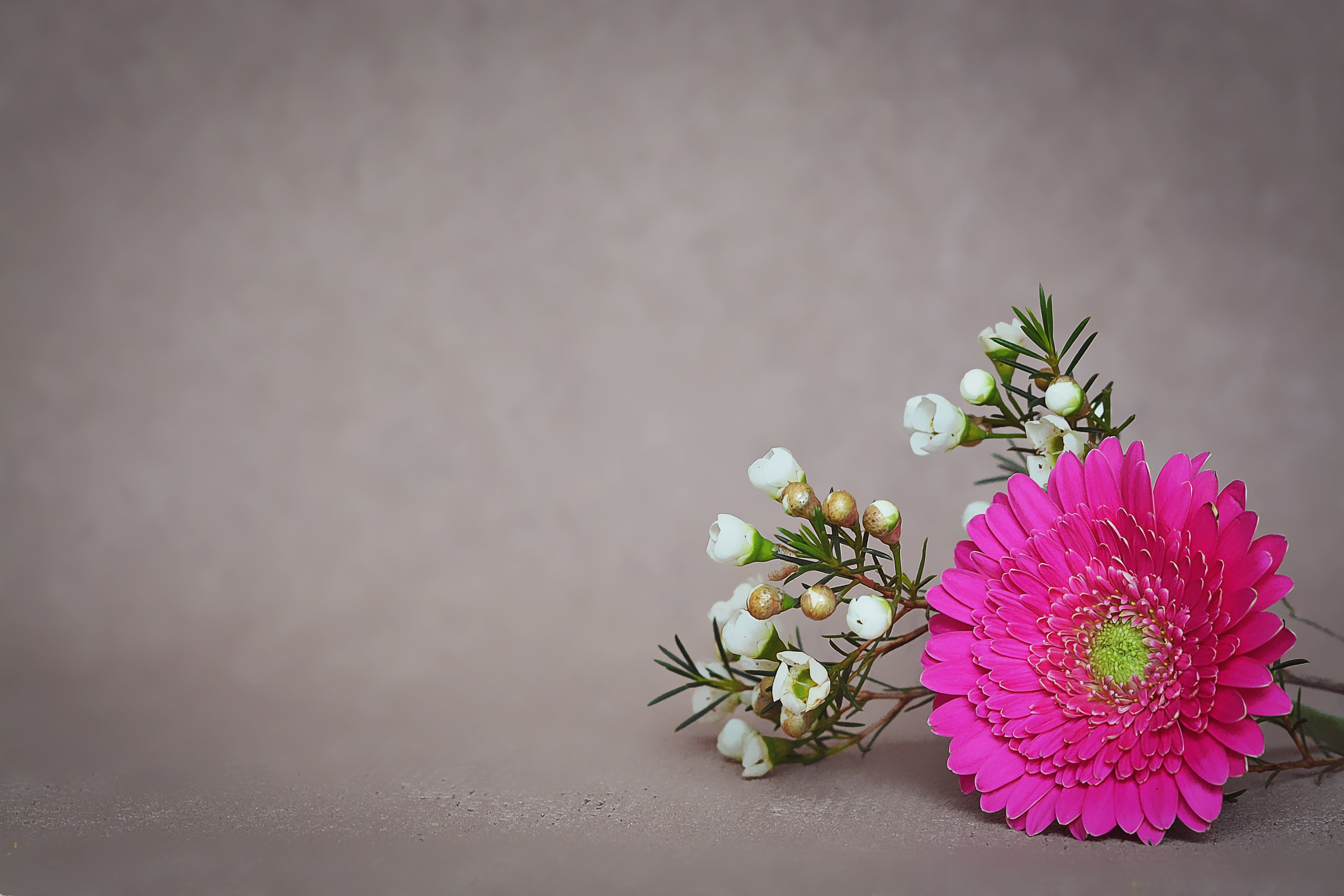 pink Gerbera daisy flower and white shrub flowers blossom bloom 2k 4k 5k