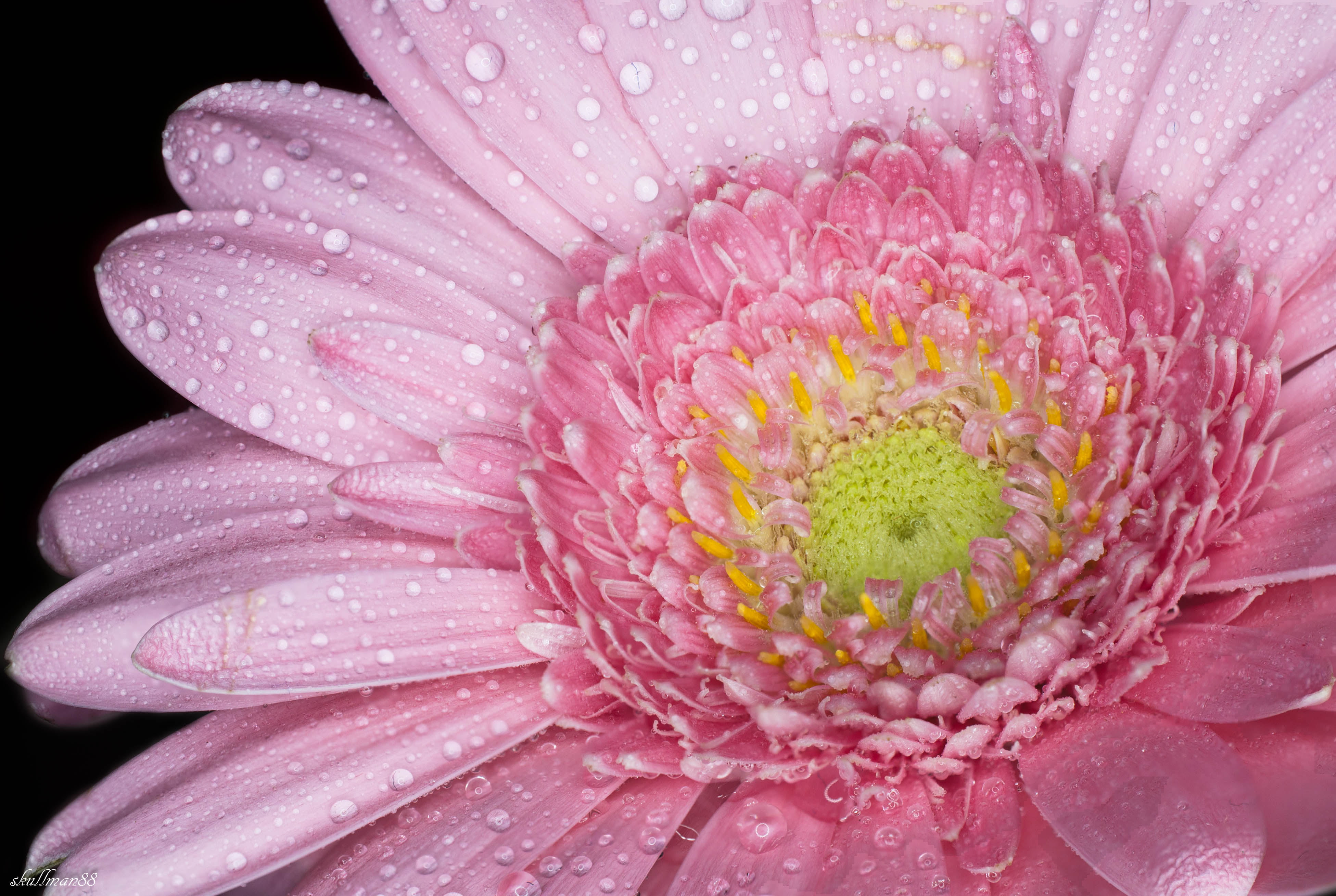 pink Gerbera flower in macro shot photography marguerite rose 2k 4k