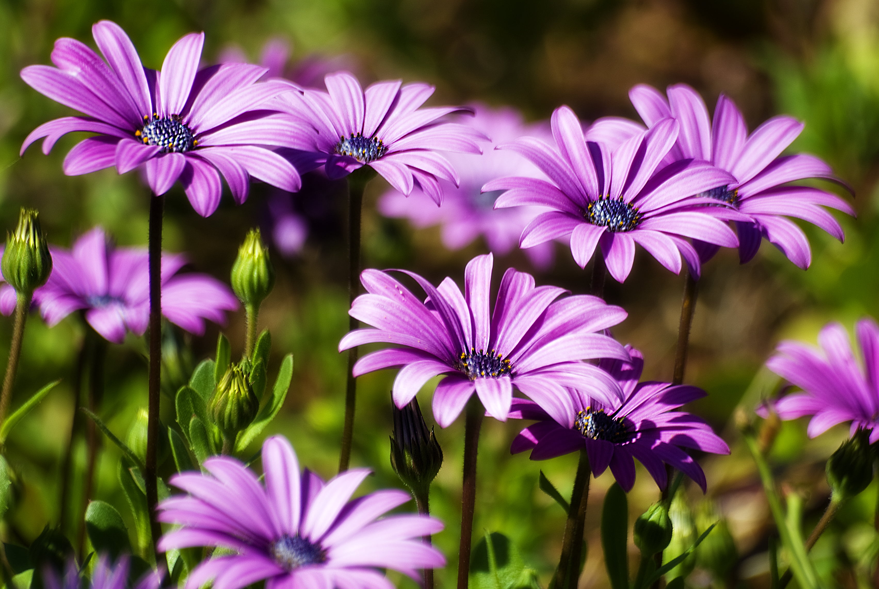 purple osteospermum flowers in close up photography 2k