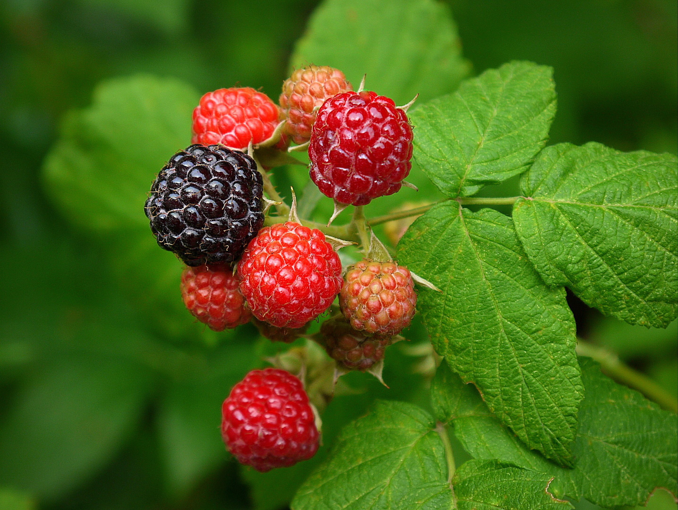 raspberries in close up photo Mixed Berry black fruit vines 2k
