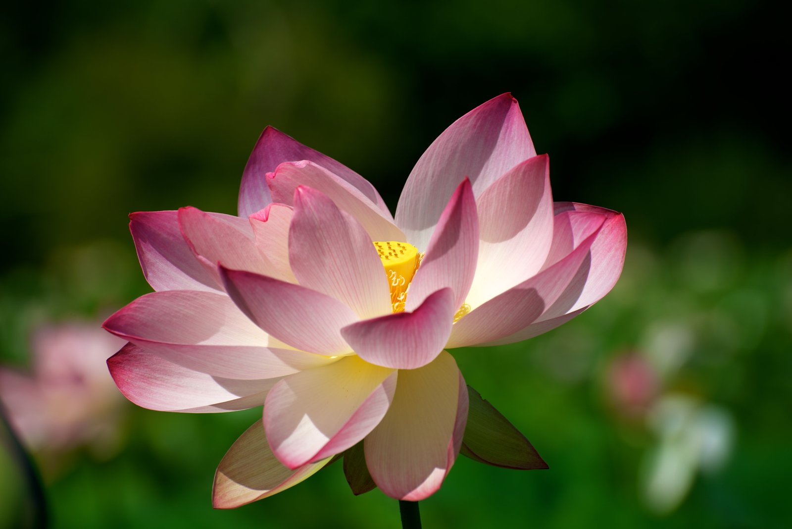 red and white lotus flower blossom nature 2k 4k 5k