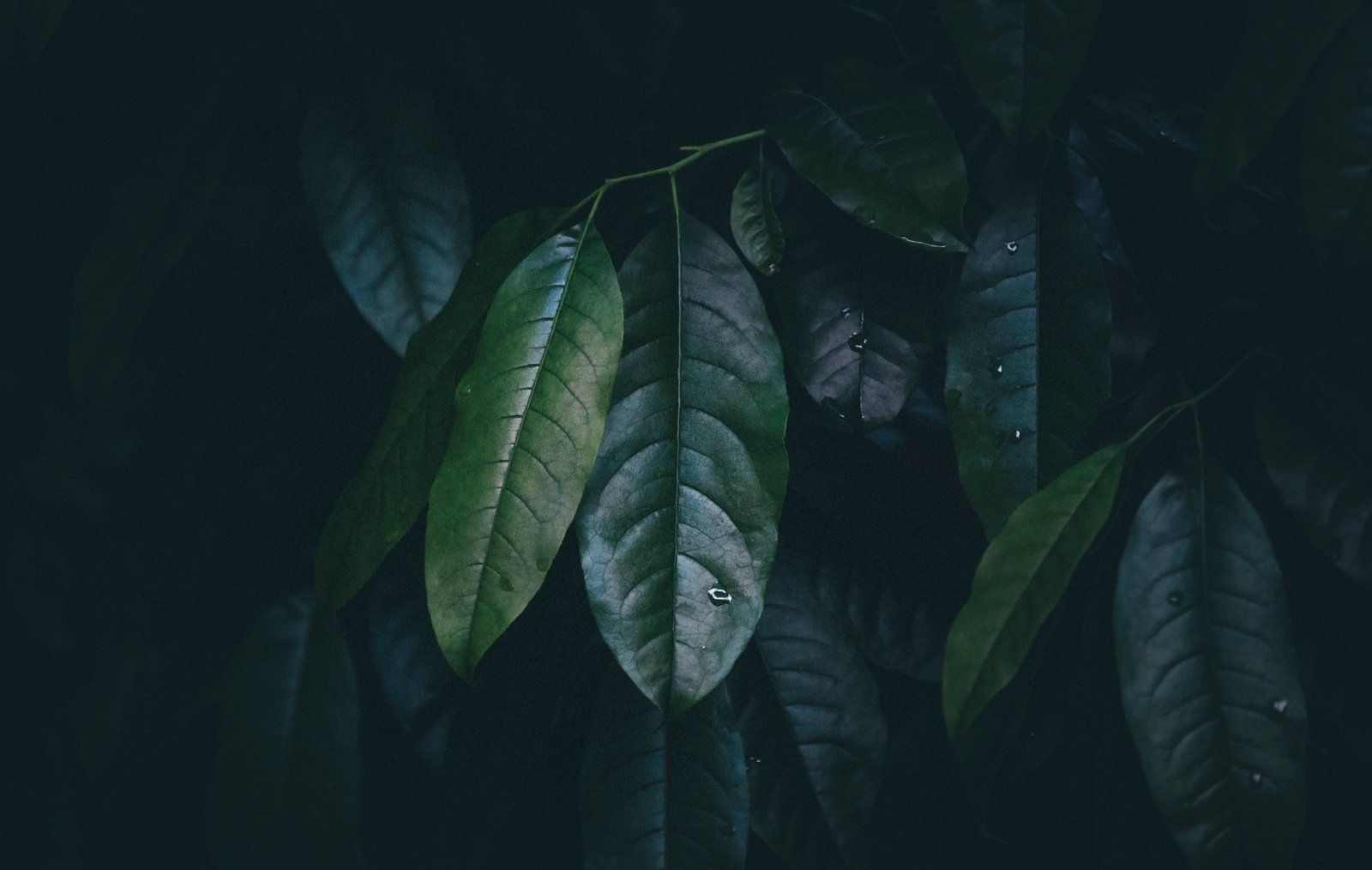 selective focus photo of green leaves leafed plant tree 2k 4k 5k