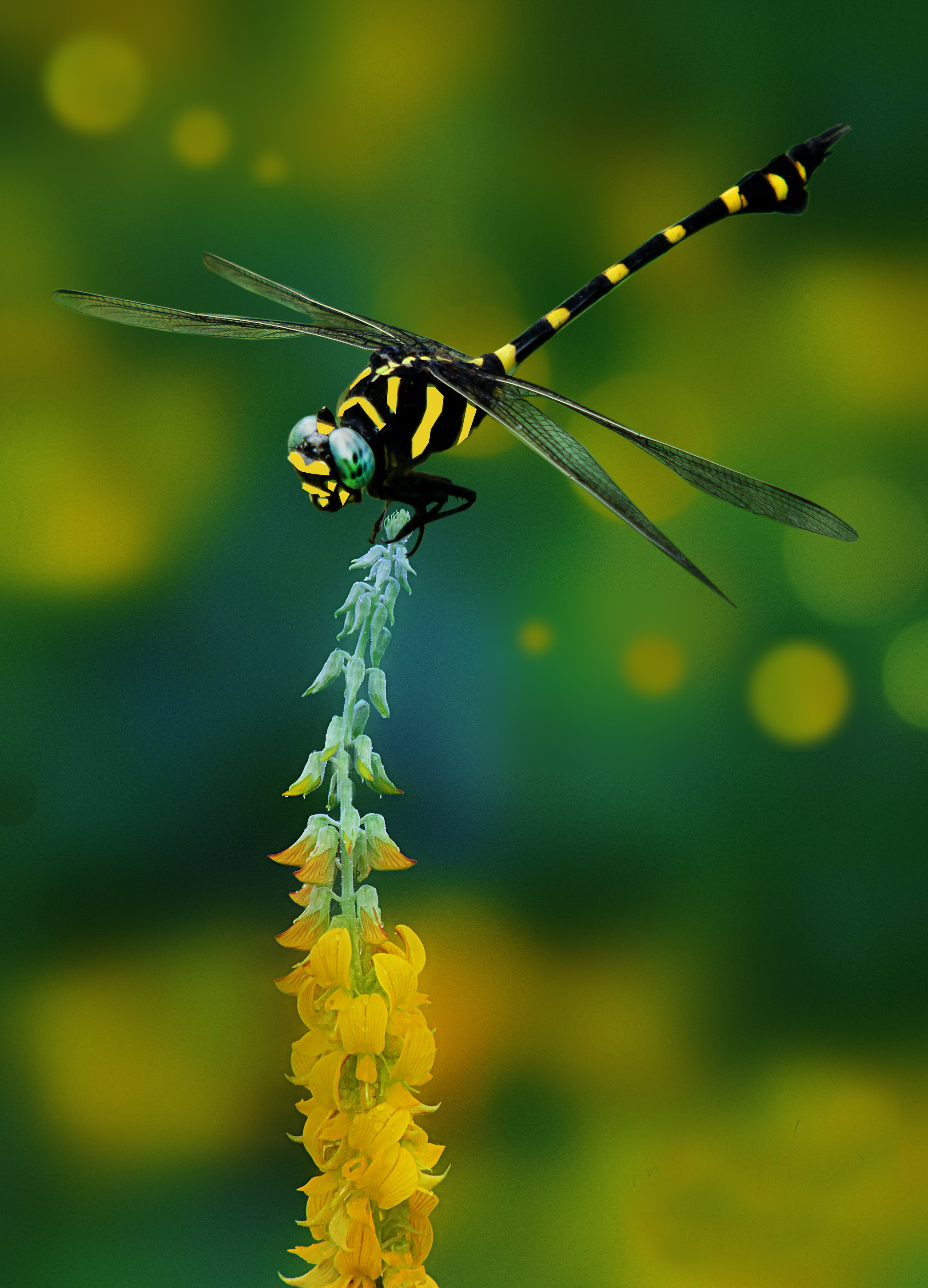 selective focus photography of yellow and black dragonfly on flower bud 2k