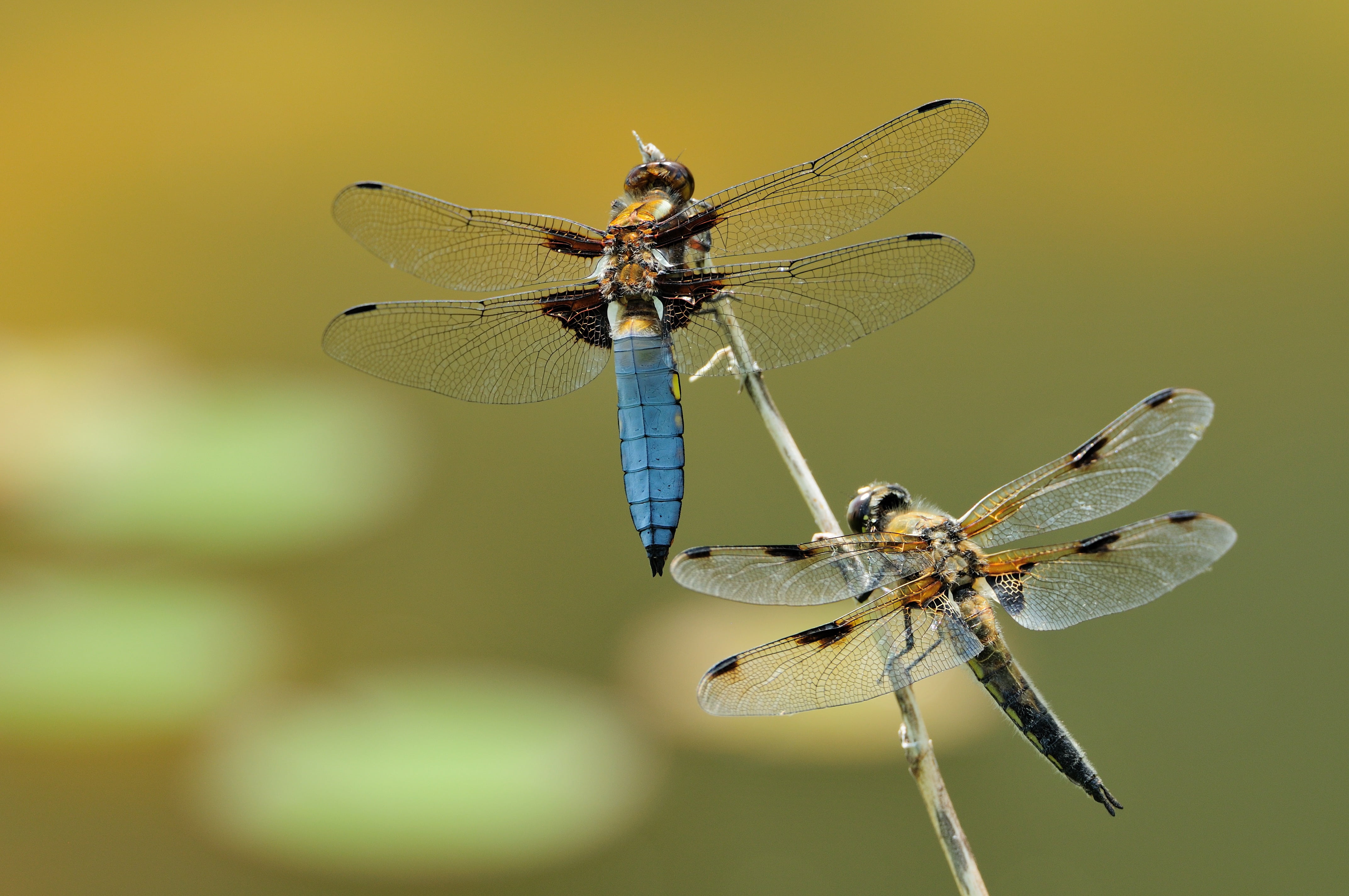 shallow focus photography of blue and brown dragonflies macro 2k 4k