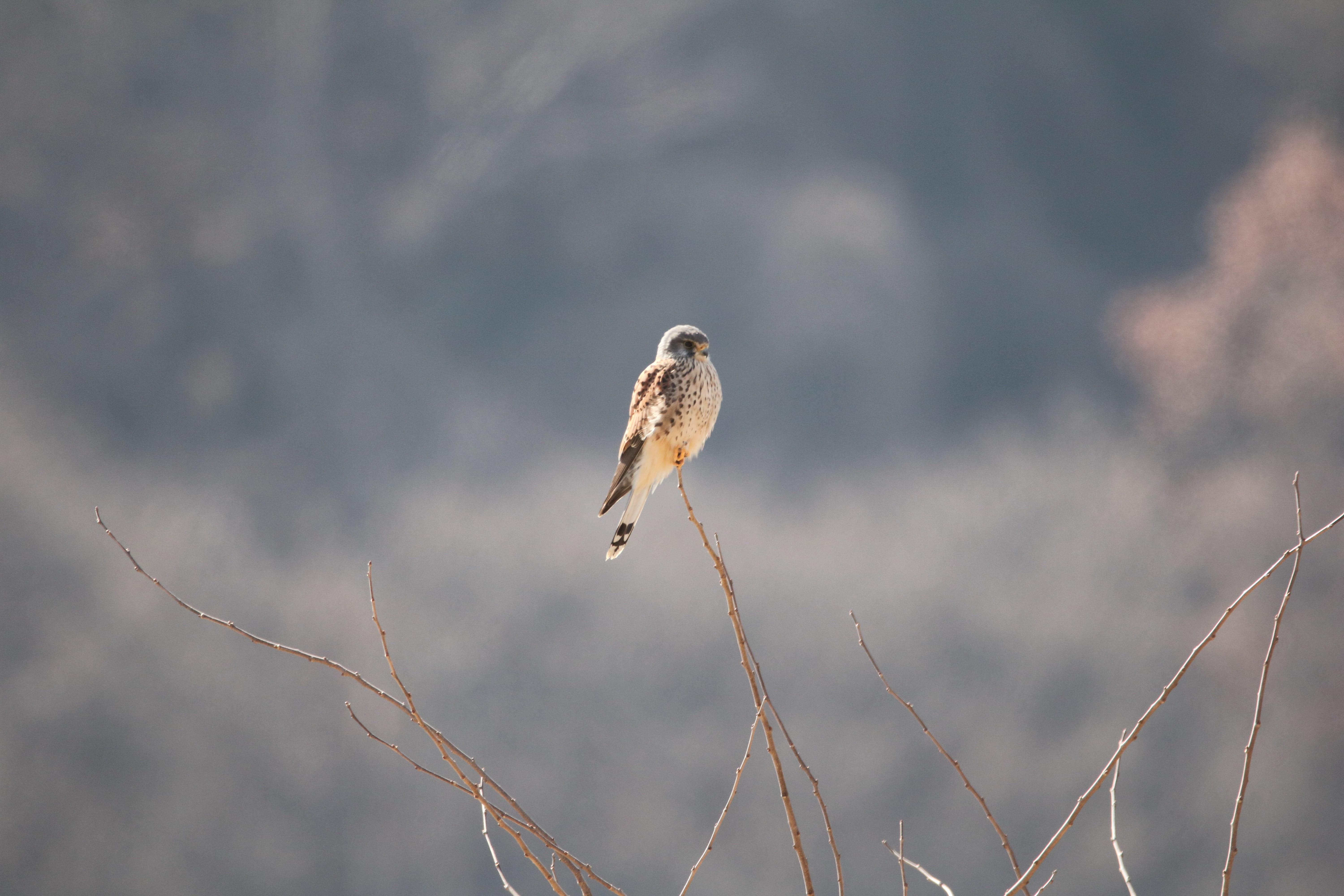 the korean buzzard bird dmz animal wildlife themes 2k 4k 5k