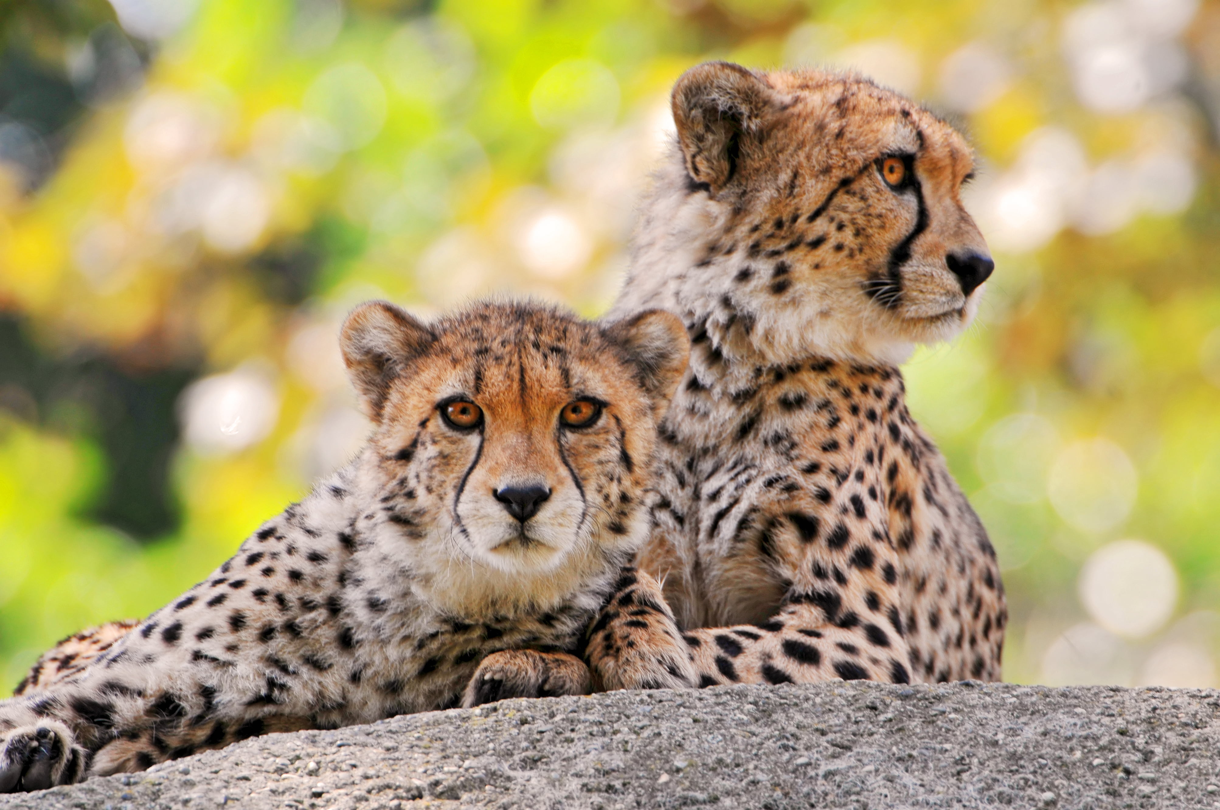 two Leopards in gray stone cheetahs wild cat male female 2k 4k