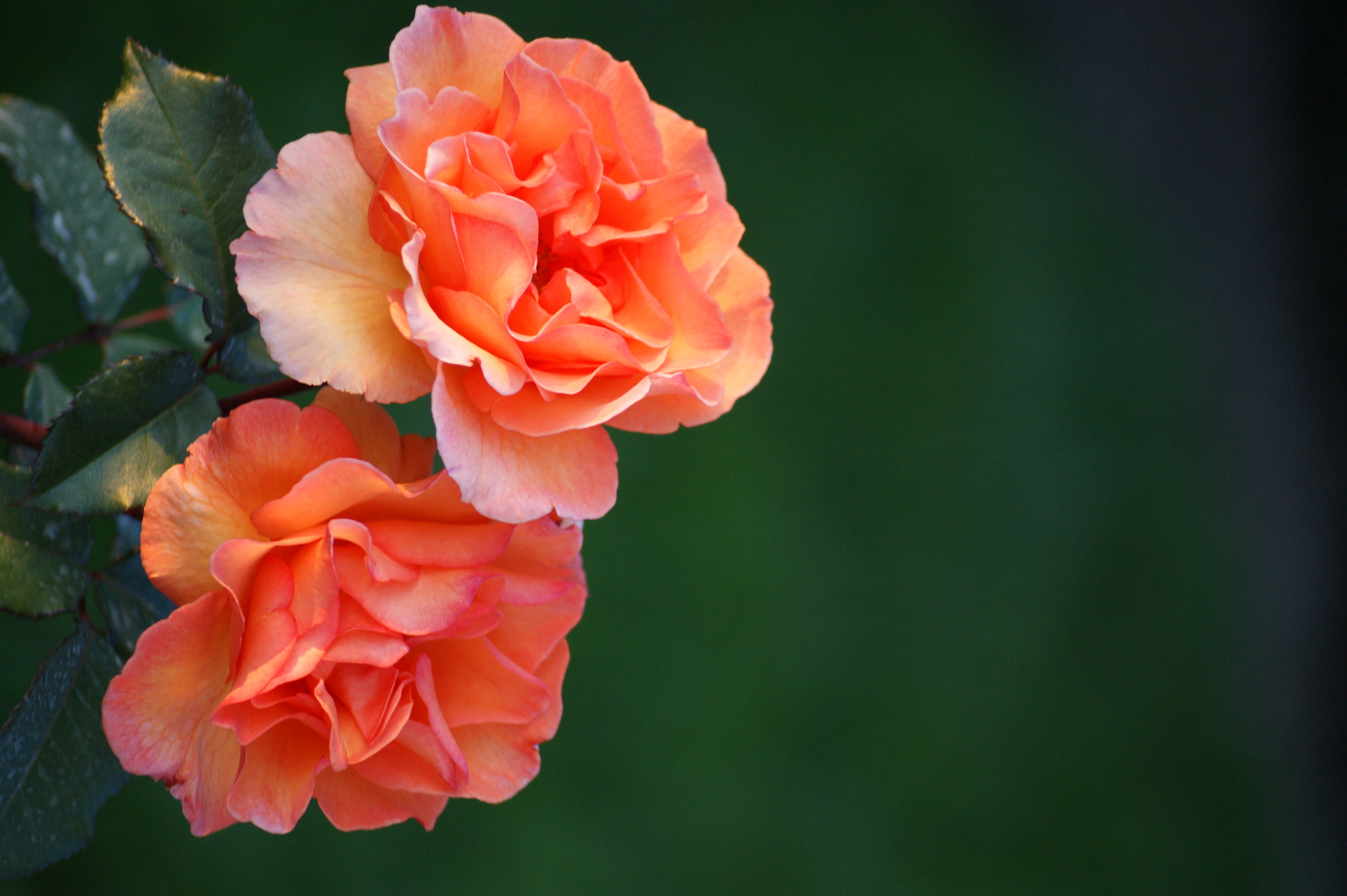 two pink and orange rose flowers roses salmon nature plant 2k 4k 5k