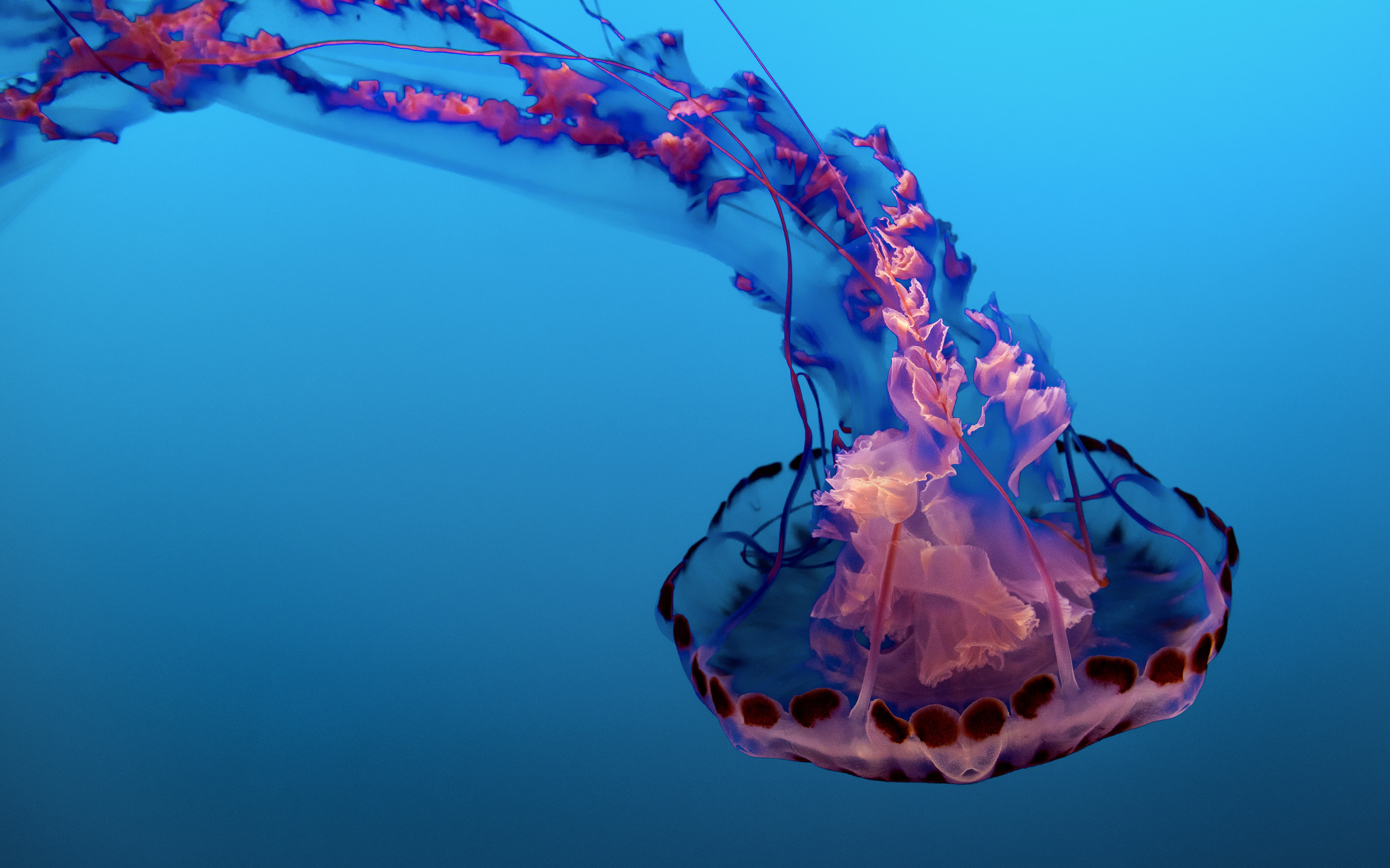 Underwater Jellyfish blue colored background no people 2k 4k