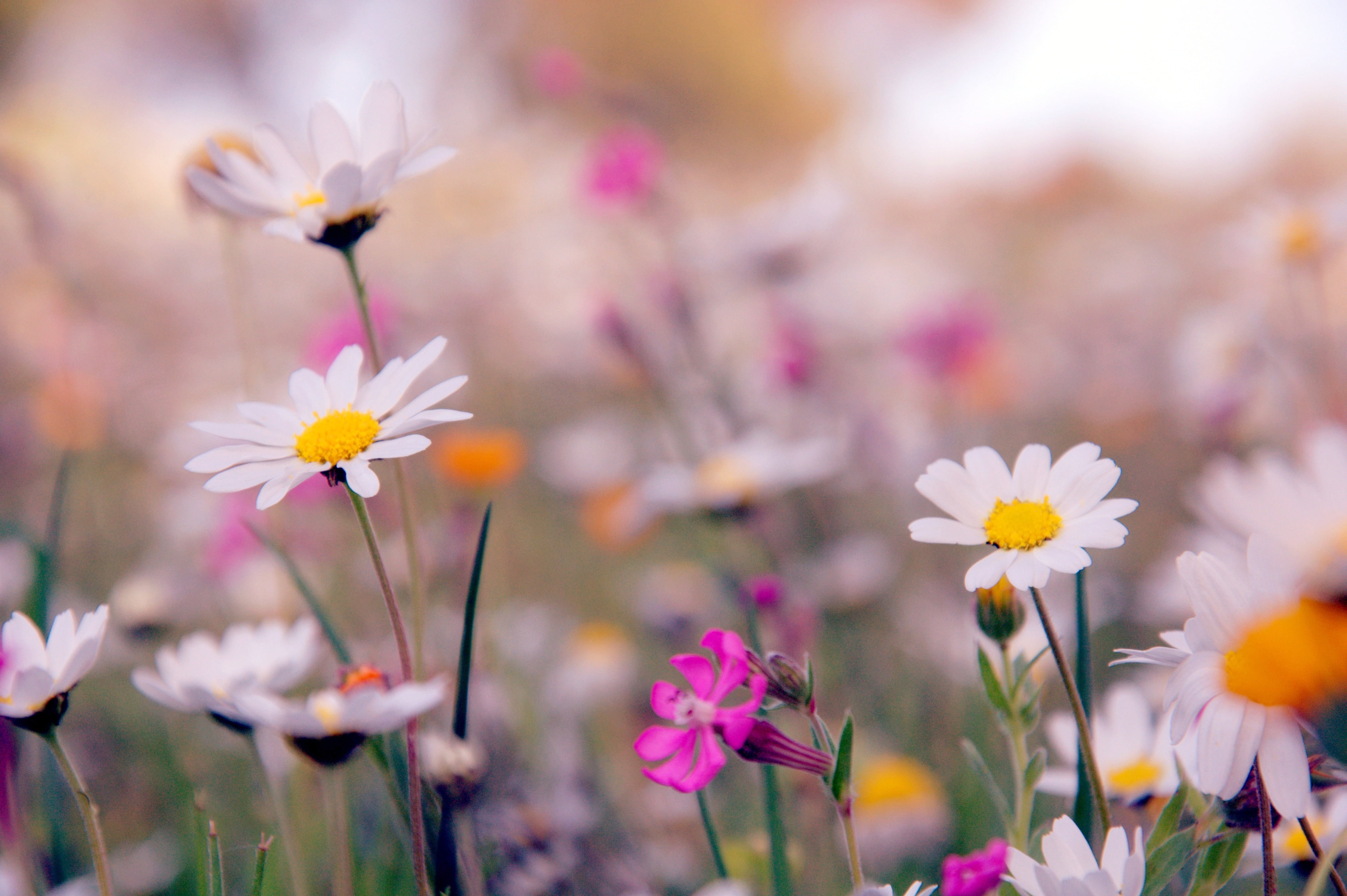 white Daisy flowers during daytime spring colours Nikon 2k 4k