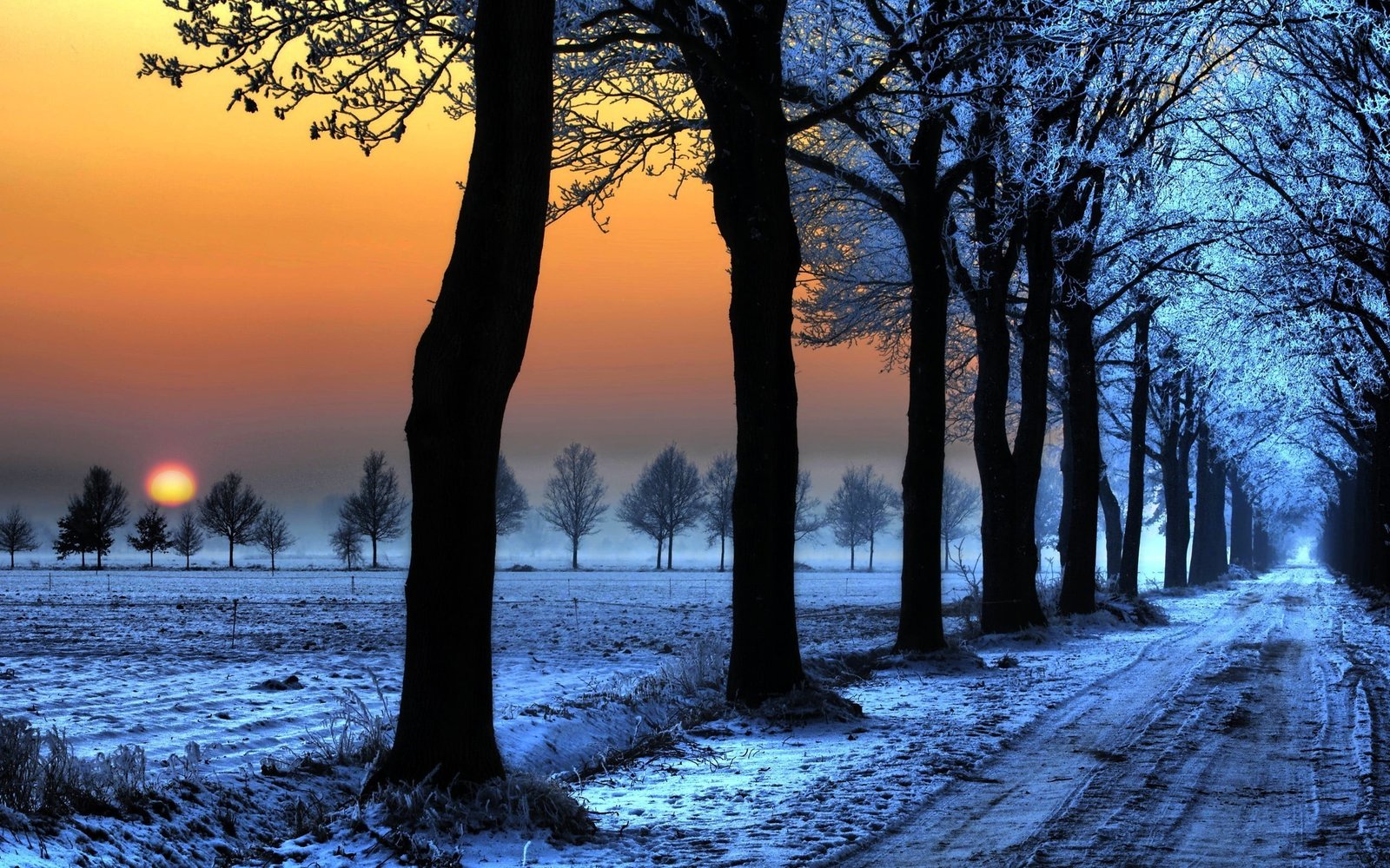 white leafed tree tunnel black lot sunset trees snow 2k