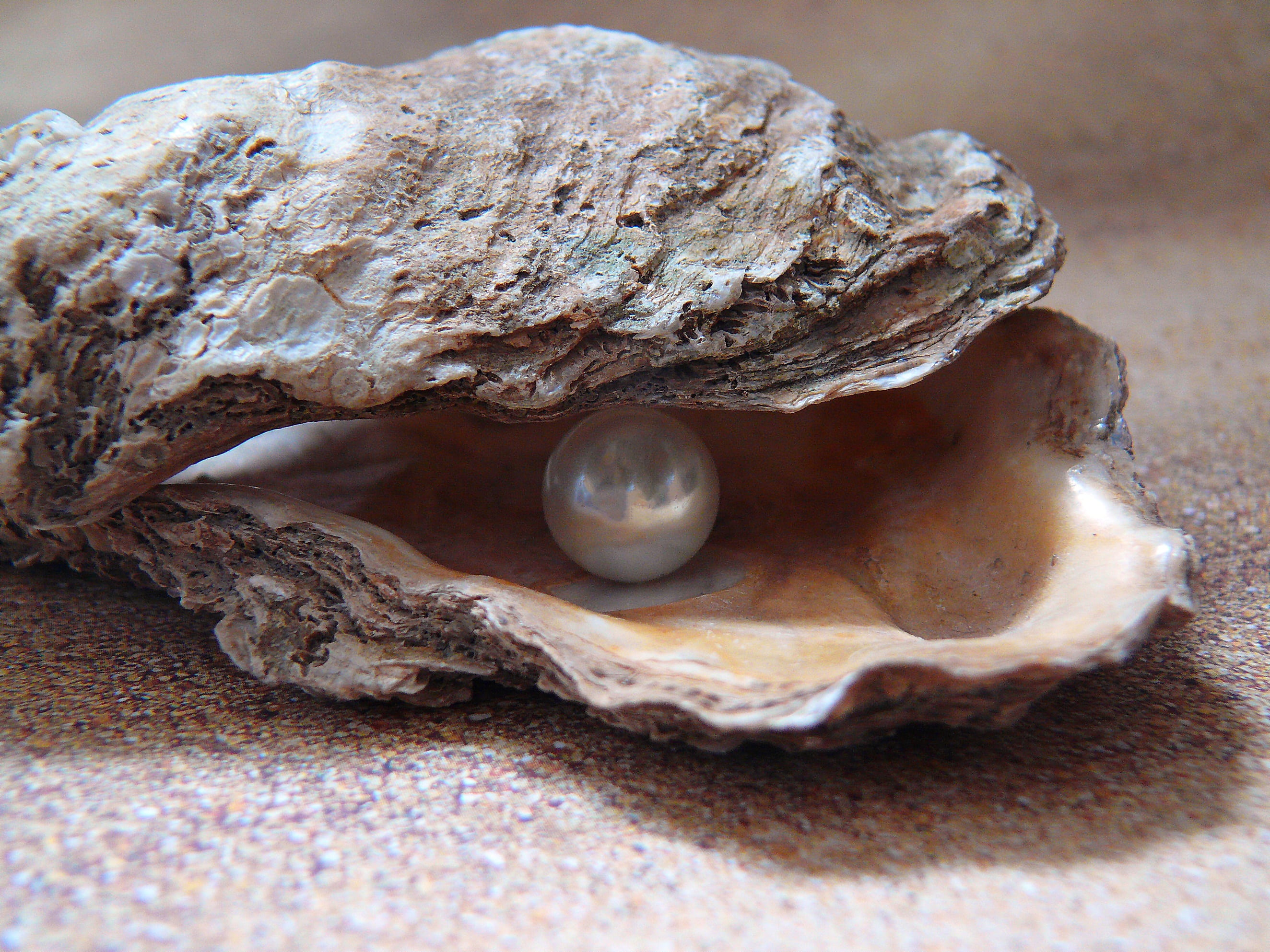 white pearl on shell oyster light sea nature 2k