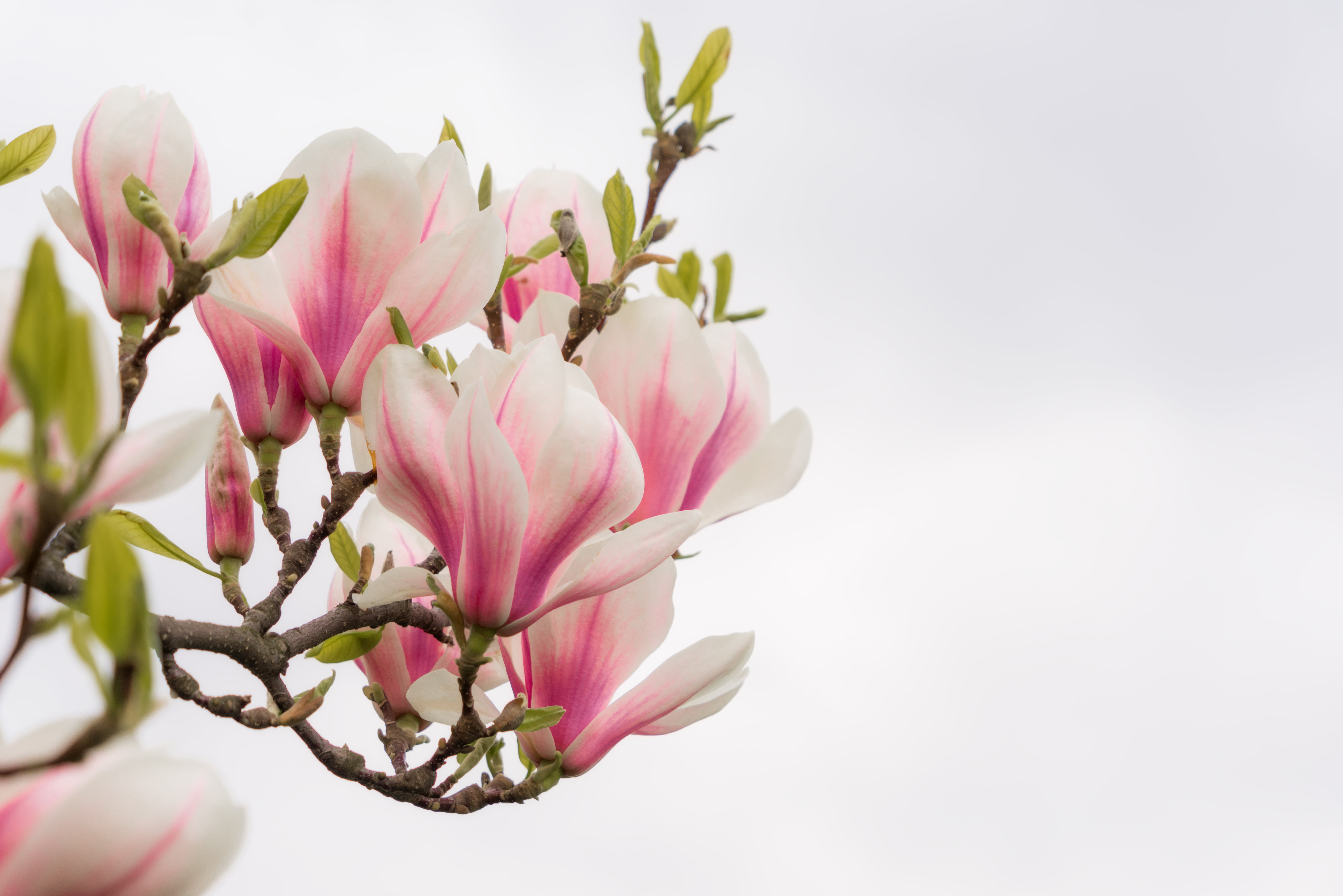 white and pink petaled flowers branch Magnolia prague spring 2k 4k 5k