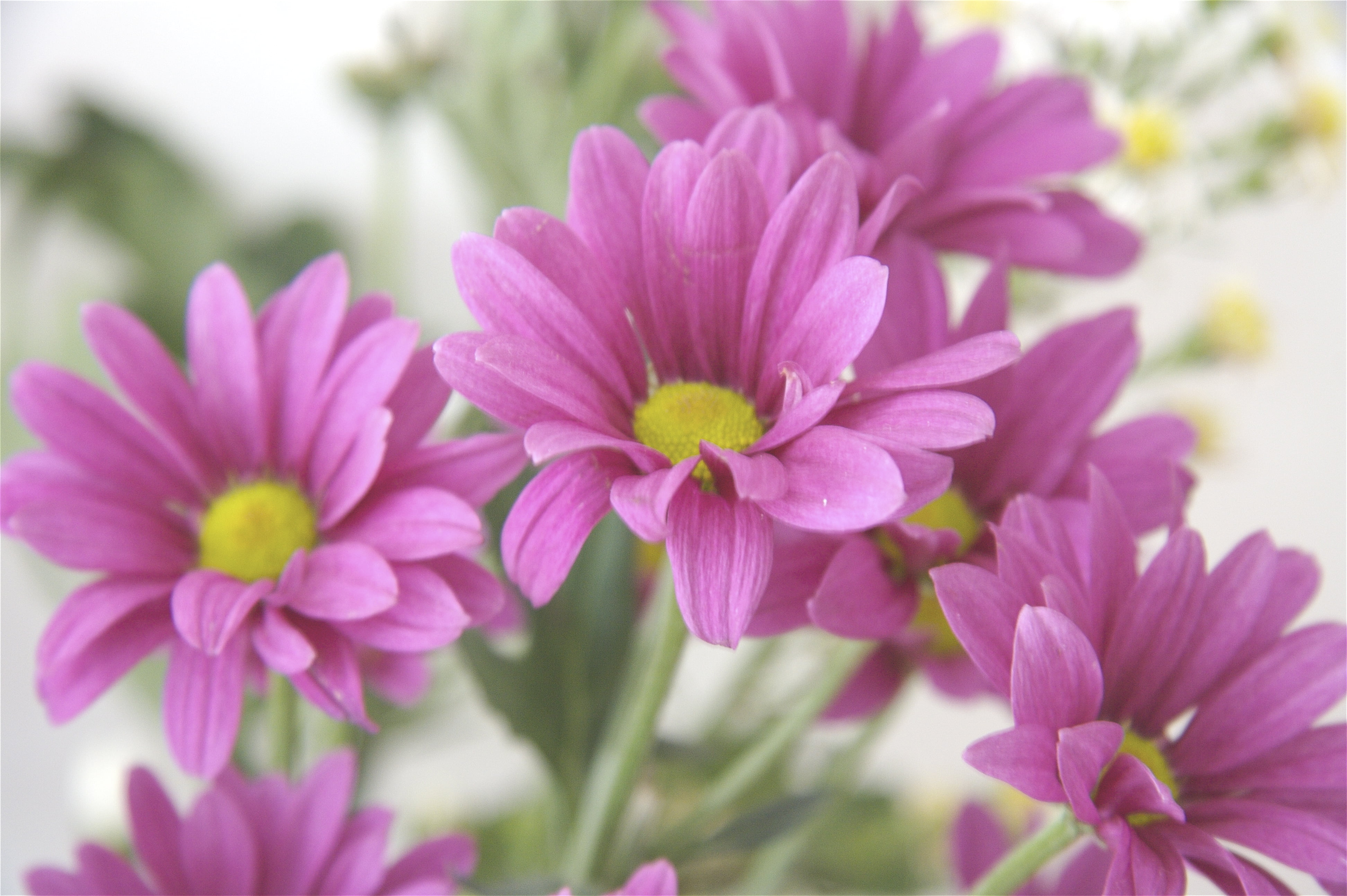 yellow and pink petaled flowers Fresh Raw flora nature plant 2k 4k
