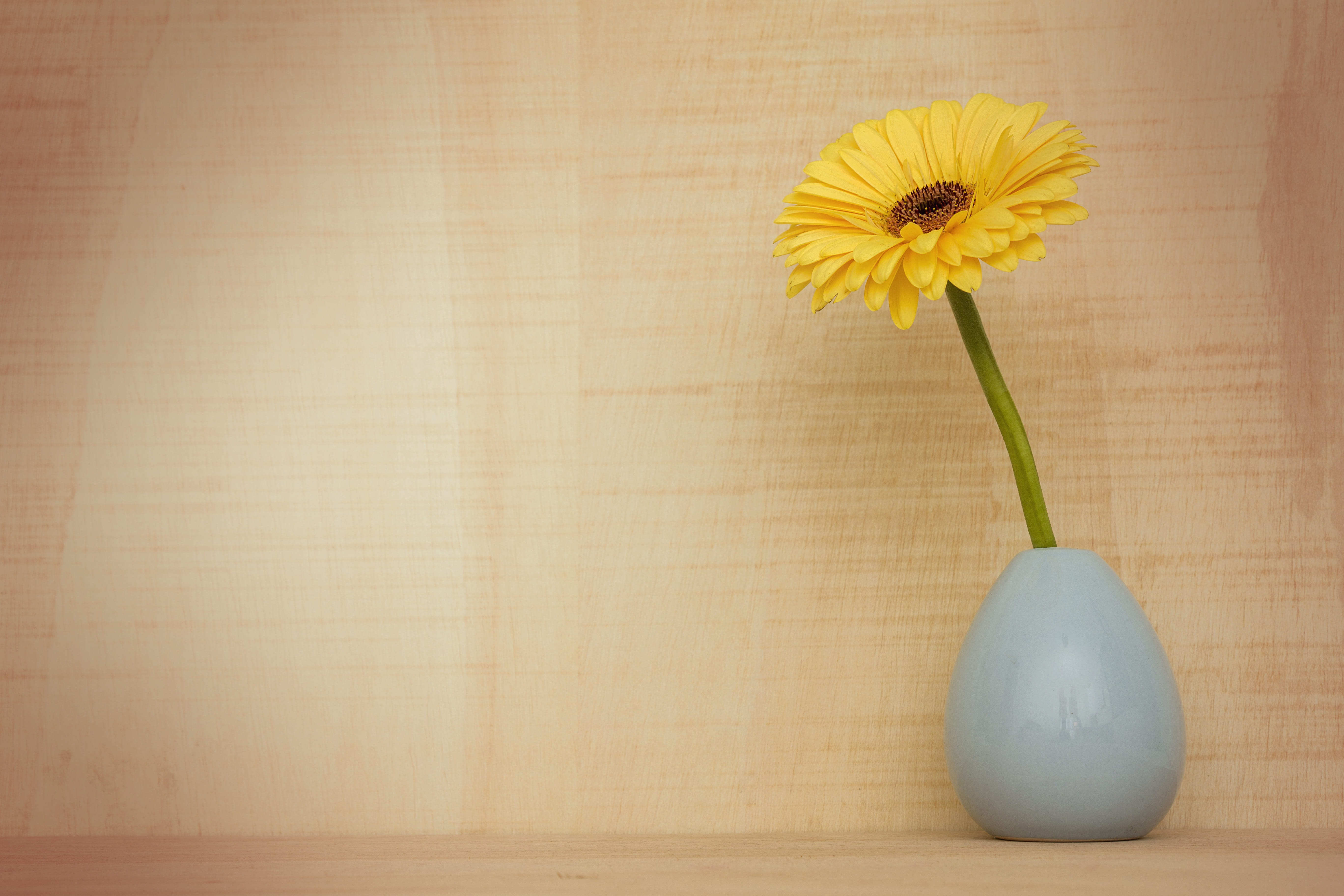 yellow sunflower in gray ceramic vase gerbera flower nature 2k 4k 5k