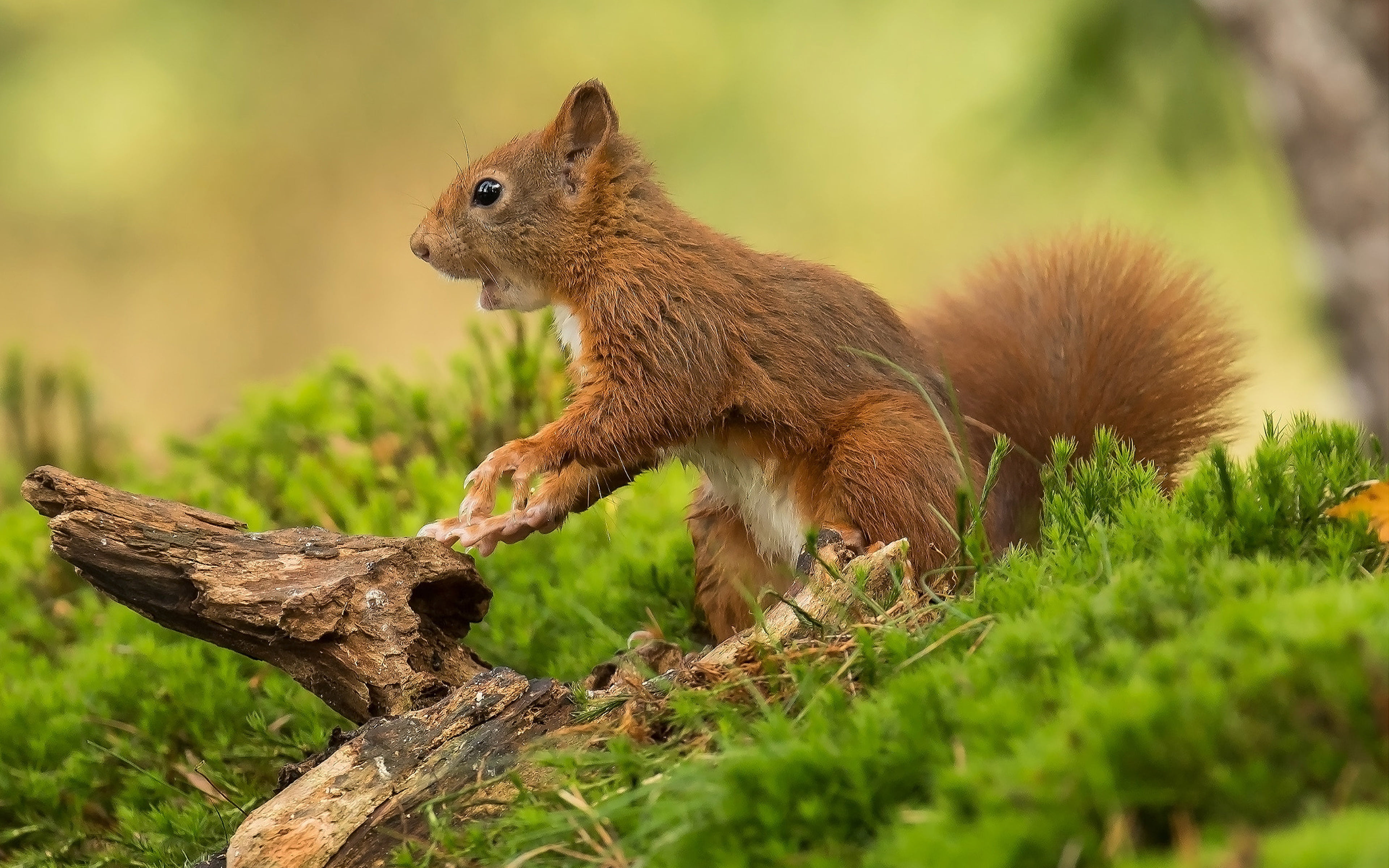 Animals Rodent Red Squirrel Kind Of In Gen Sciurus That Is Honored Across All Eurasia Desktop Wallpapers Hd For Mobile Phones And Laptops 2k 4k
