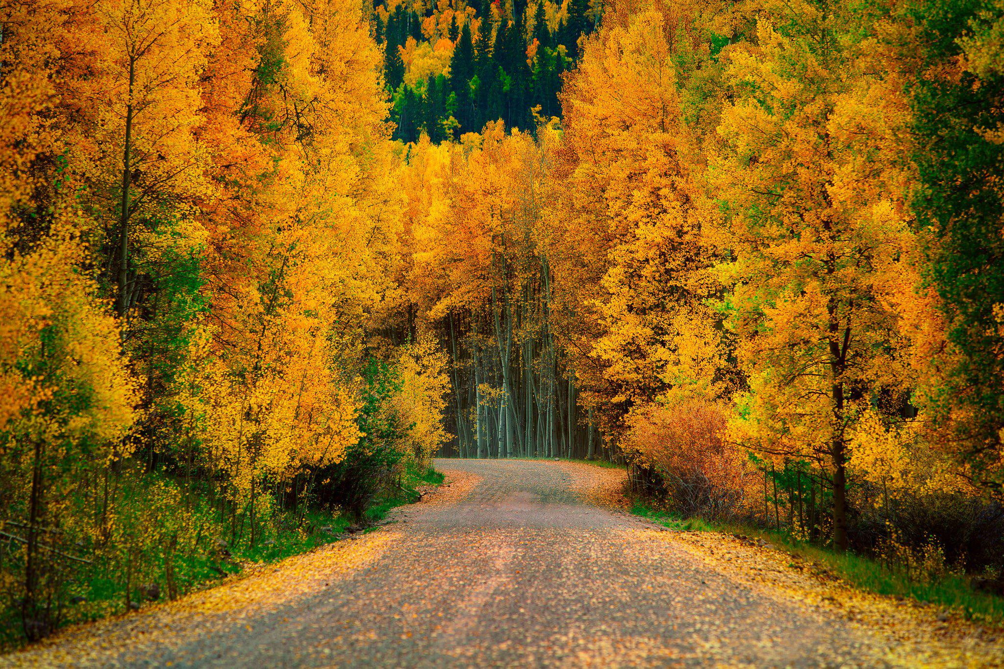 Autumn Trees Forest Road Nature Cool roads 2k