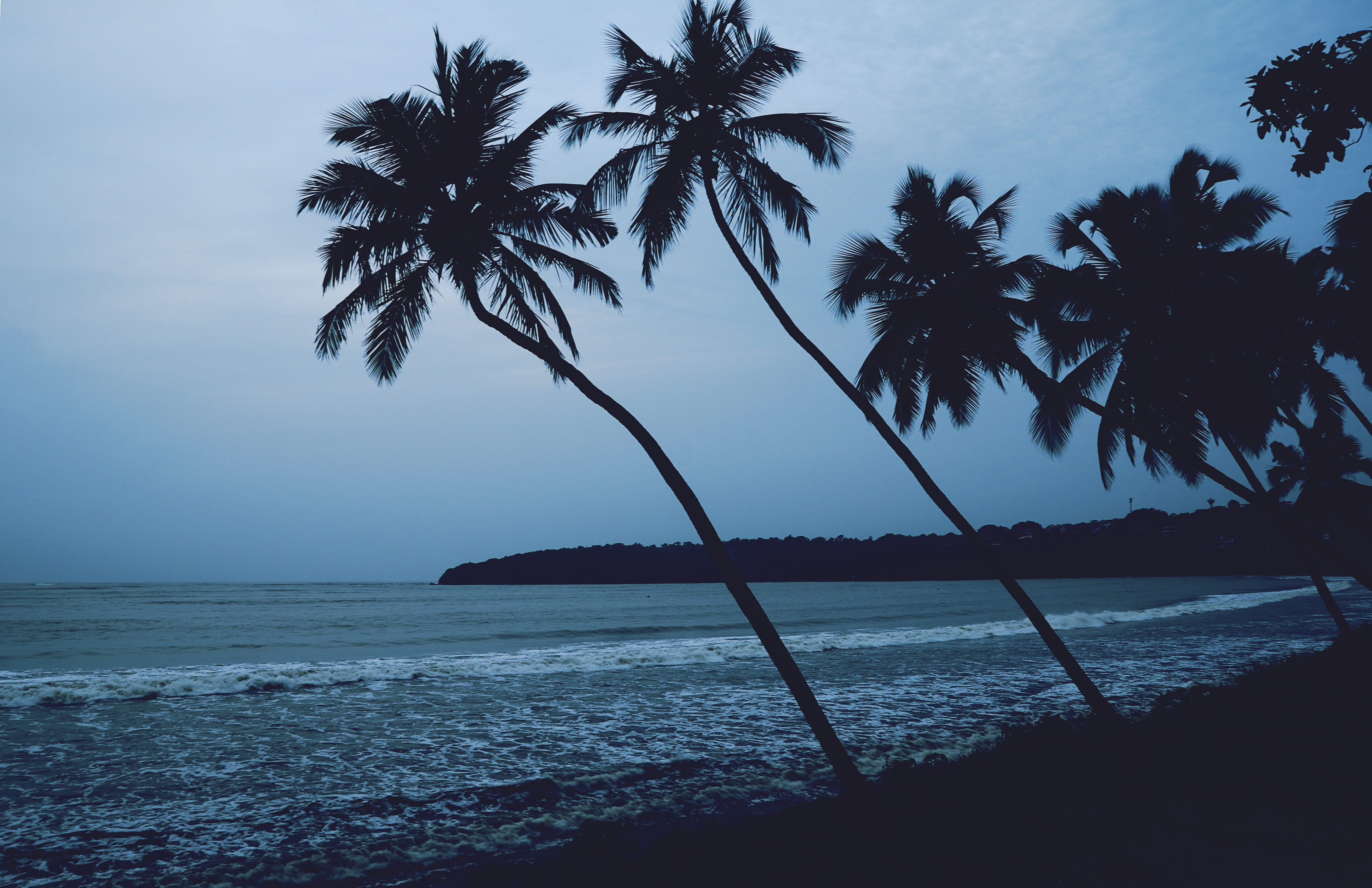 beach goa india palm tree trees coast beaches waves 2k 4k 5k