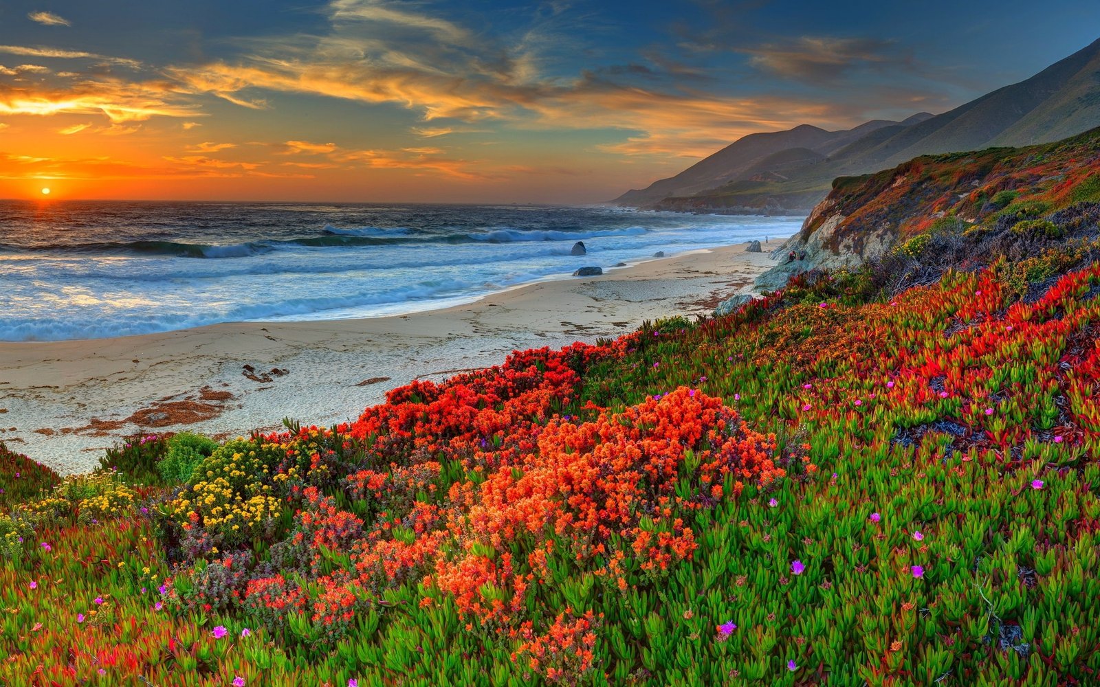 Beach sea coast flowers sunset the golden hour; red petaled flower field 2k
