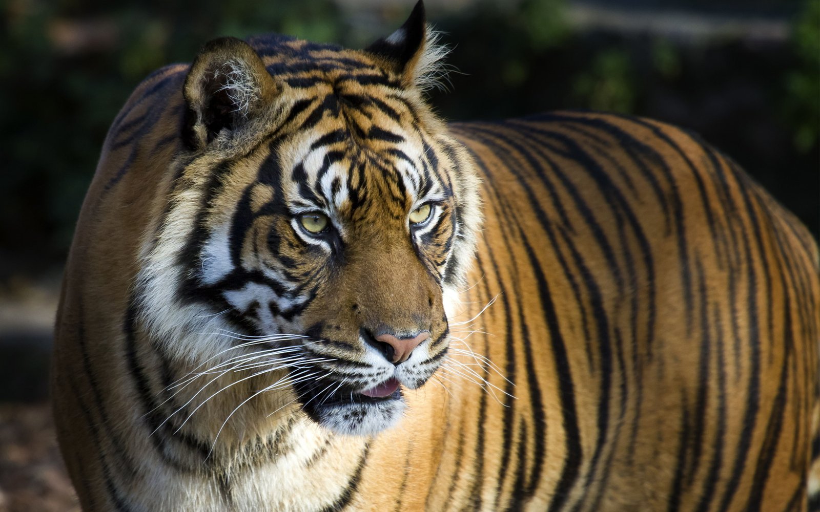Bengal Tiger 2k 4k