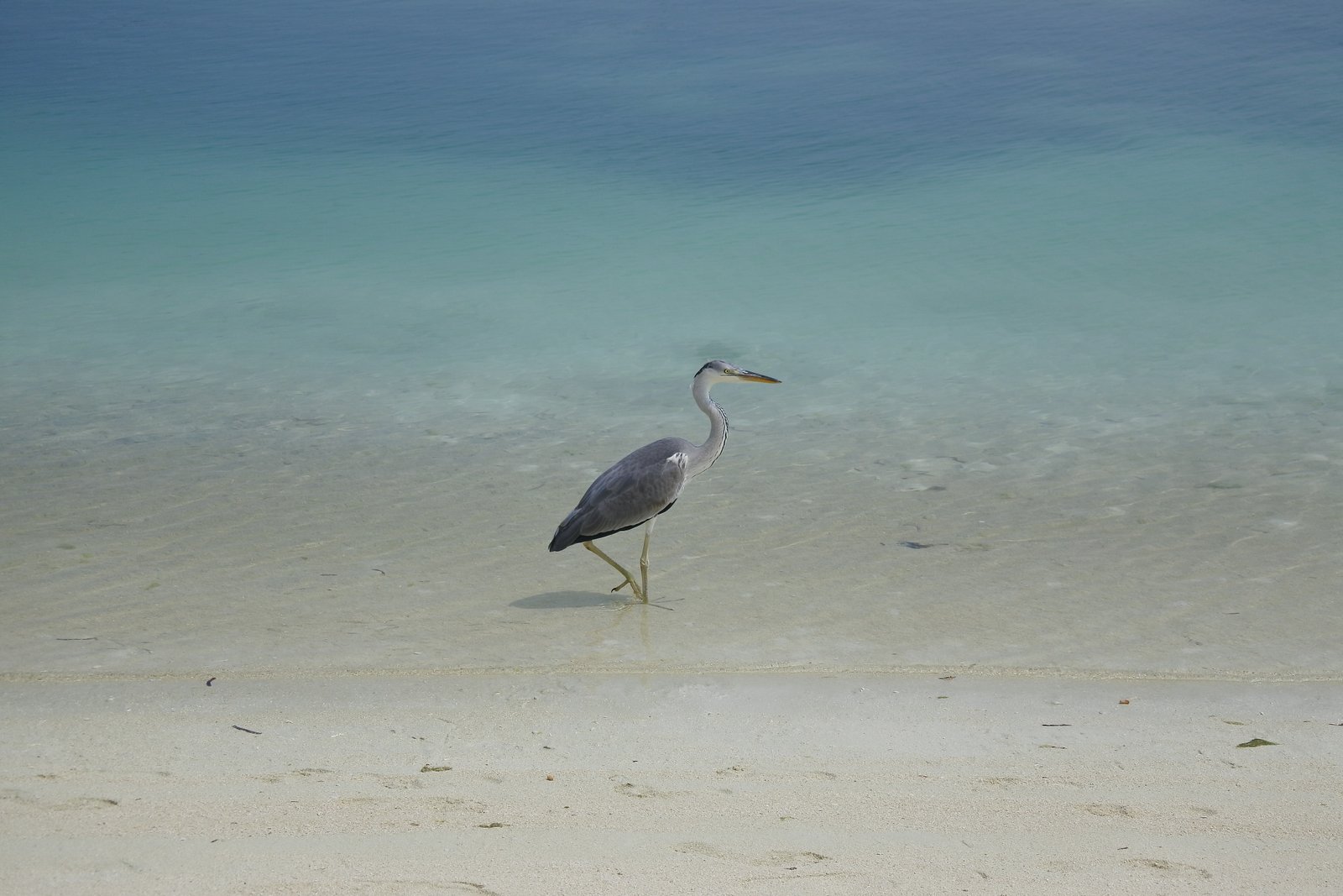 birds beach animal themes wildlife animals in the wild 2k 4k