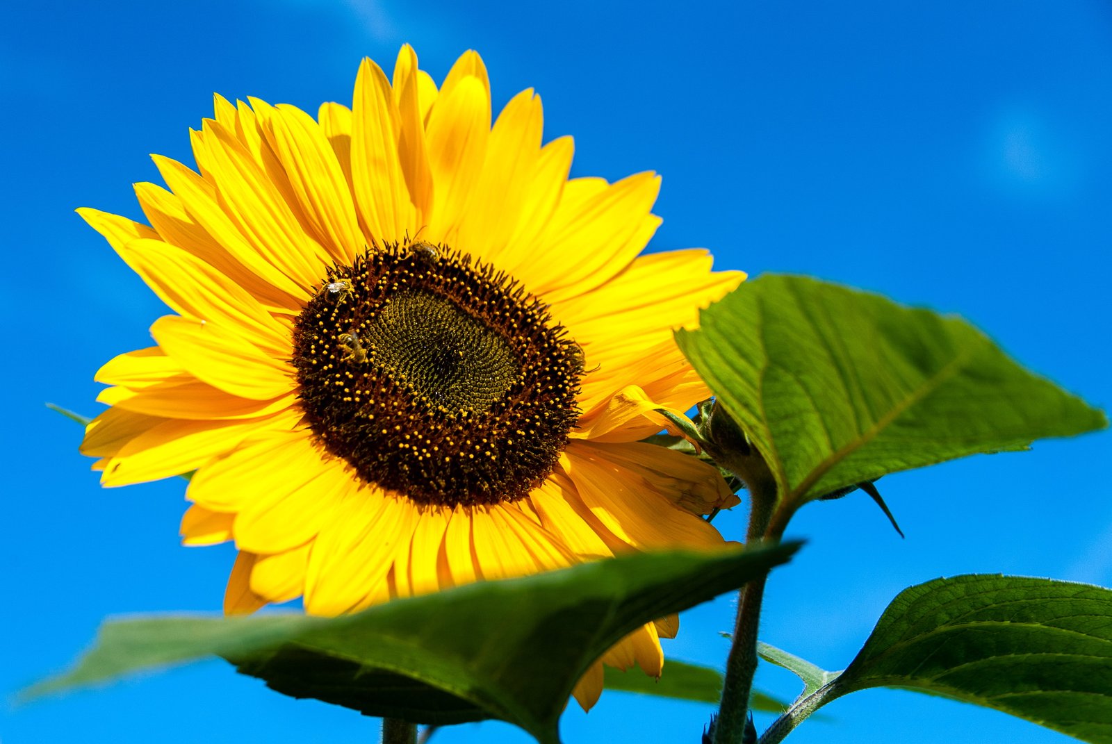 close up photo of yellow sunflower Maine Portland 2k 4k