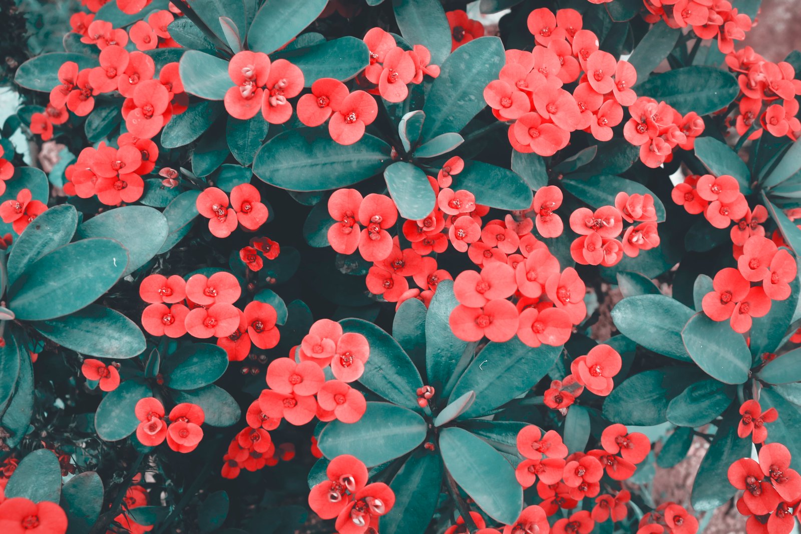 Close Up Photo of Red Flowers wallpaper beautiful bloom 2k 4k 5k