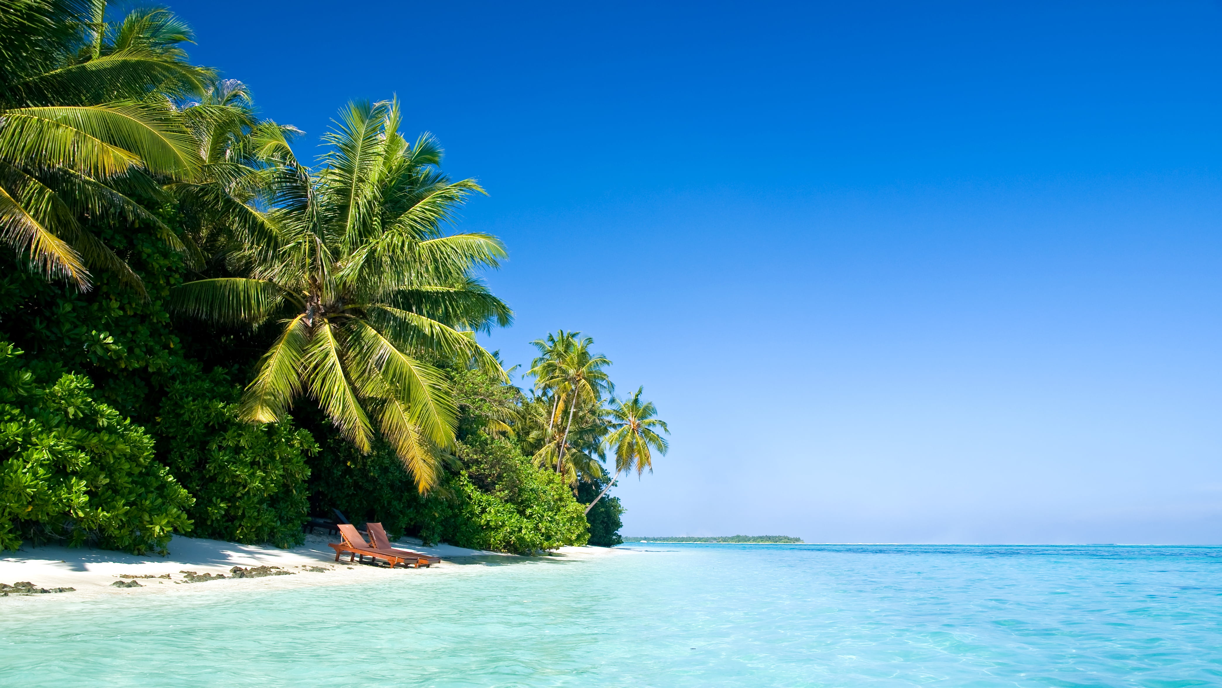 coconut tree maldives tropical beach palm trees summer heat 2k 4k