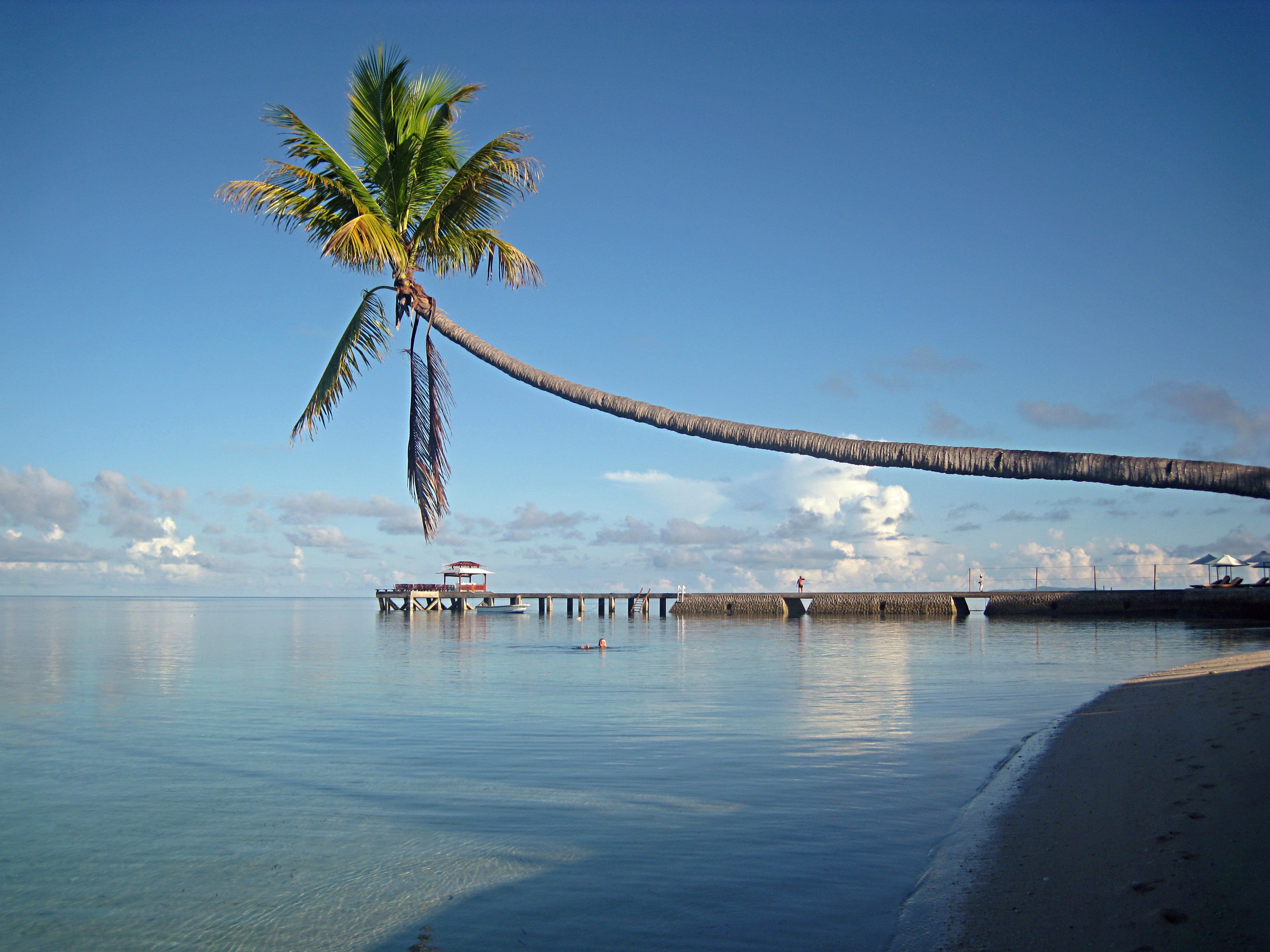 green leaf coconut tree near body of water wakatobi sulawesi 2k 4k