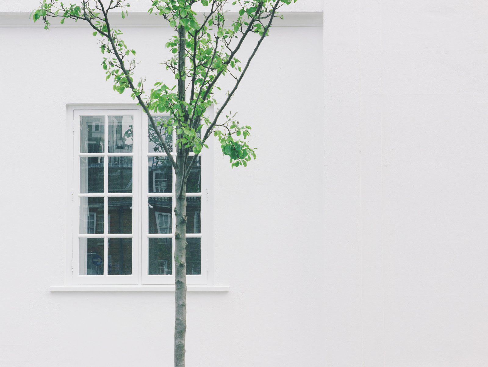 green leafed tree beside white concrete building with glass window leaf plant in front of the 2k 4k