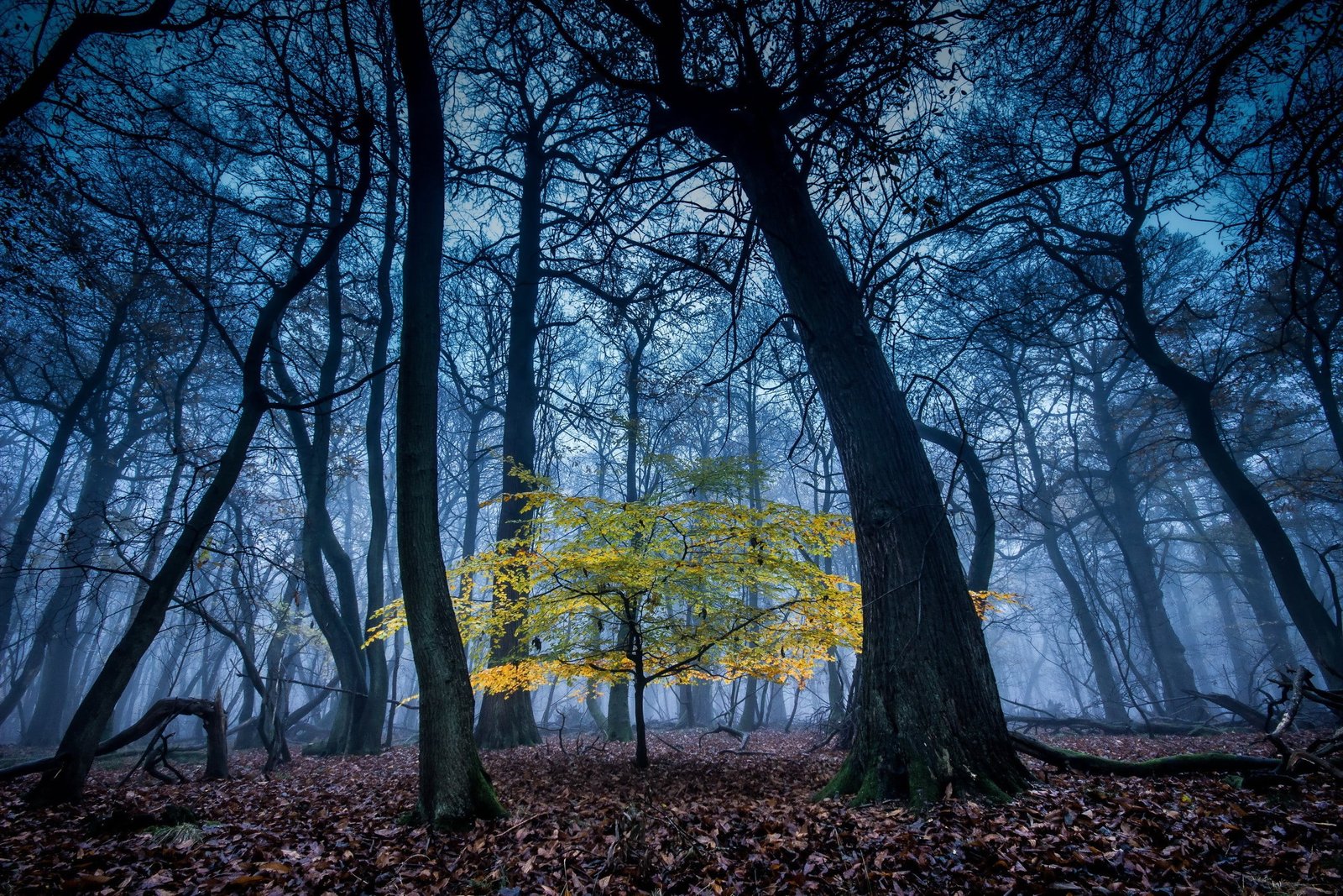 green leafed tree focus photography of leaf on forest 2k