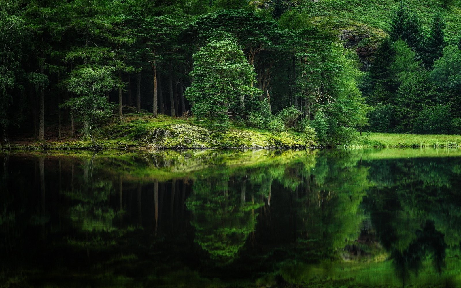 green leafed trees nature landscape mirror water lake forest 2k
