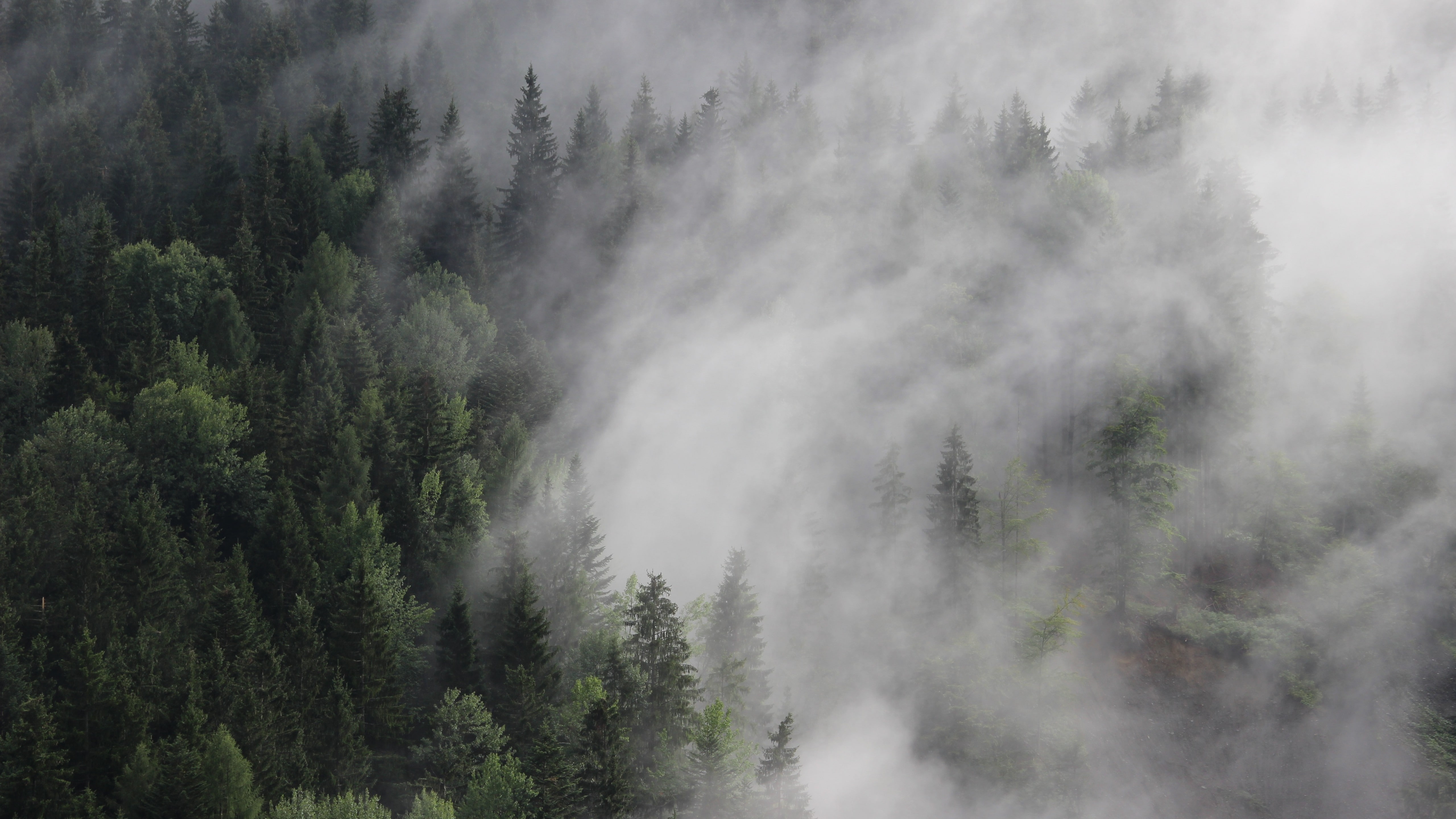 green tree lot Austria wallpaper forest fog mist 2k 4k 5k