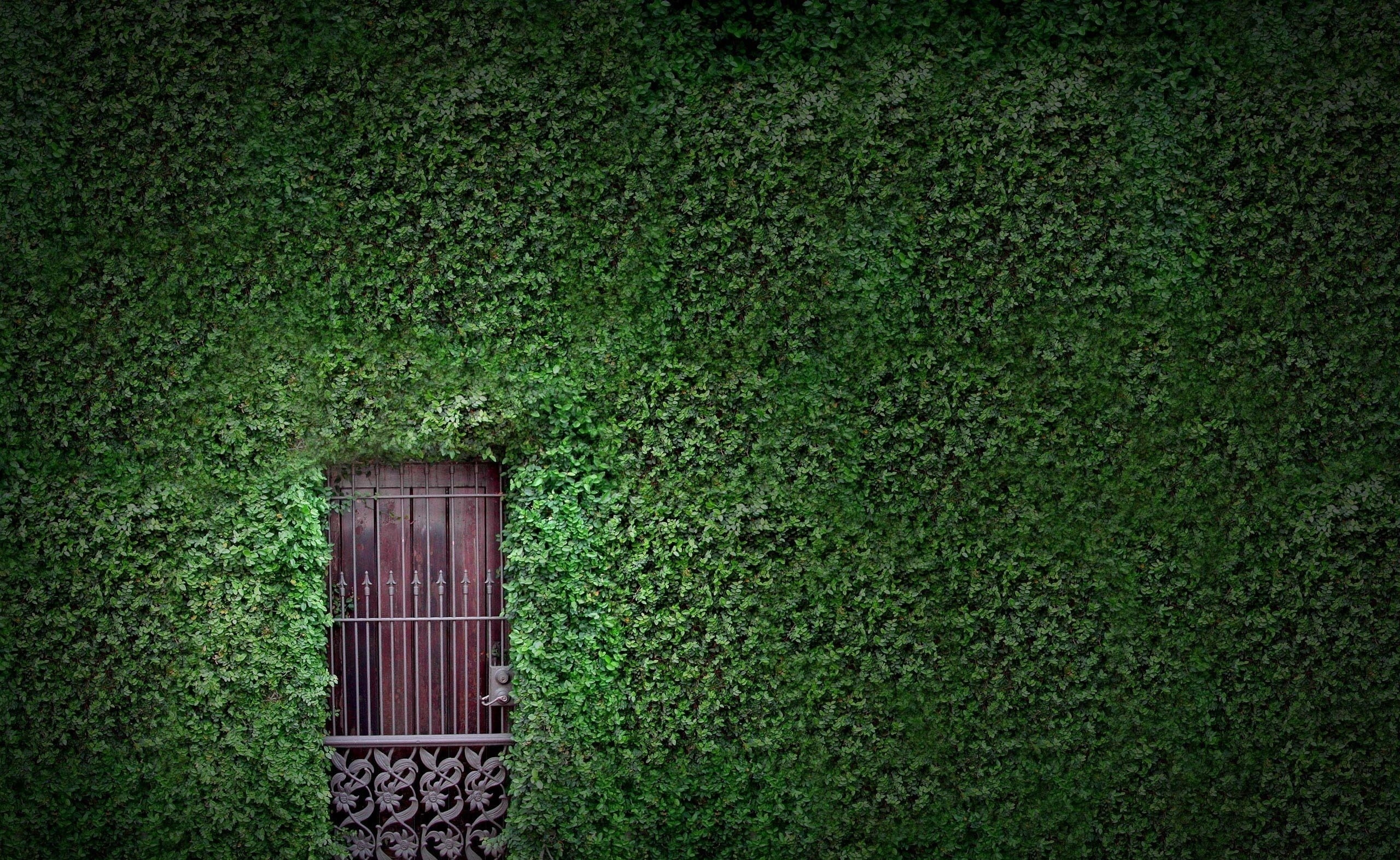 Green Wall green leafed plant Architecture nature door herbs 2k