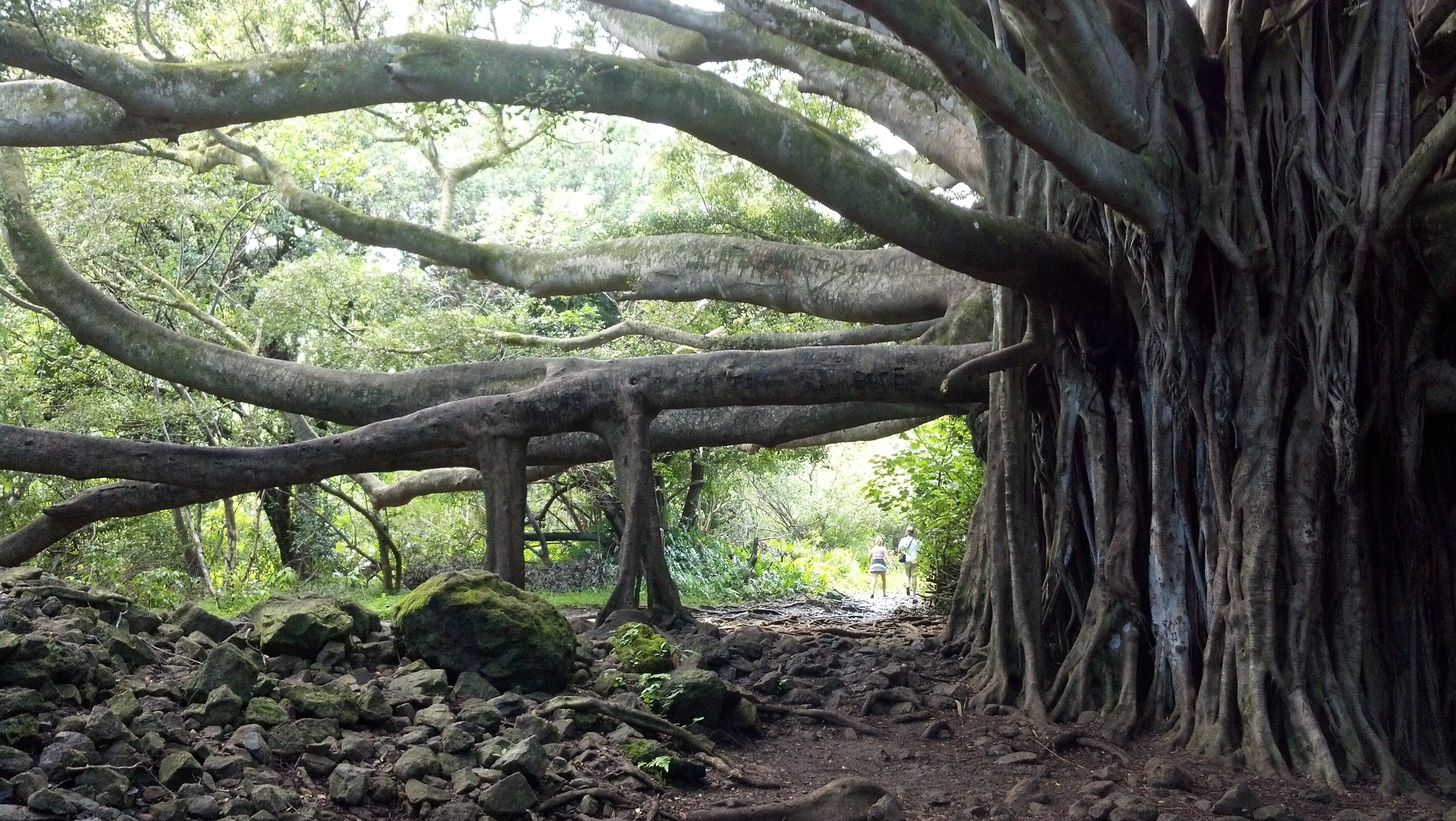 huge tree beside rocks banyan maui hawaii banyon beach 2k