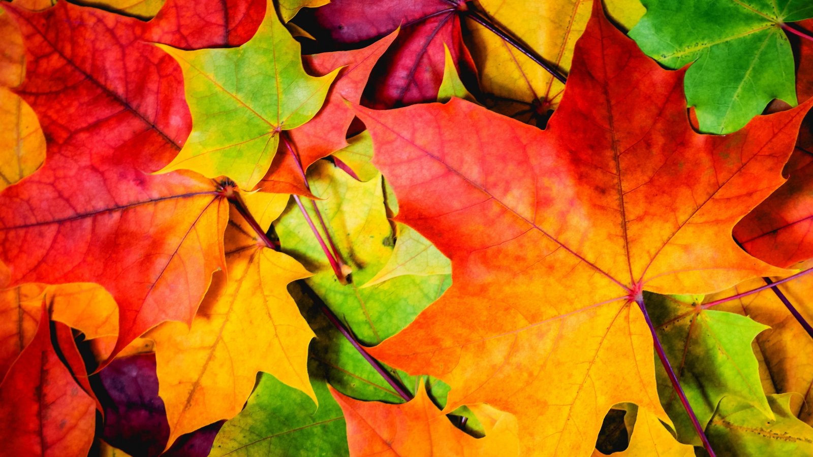 Leaves wallpaper colorful autumn 2k 4k