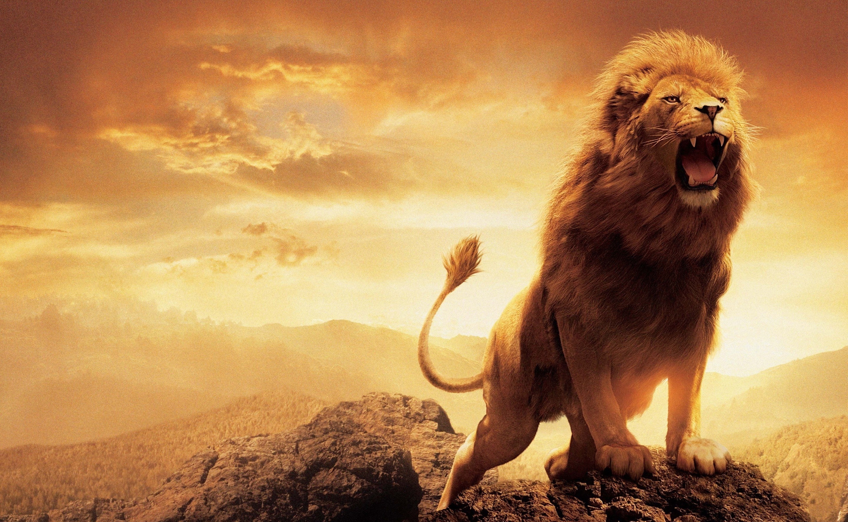 Leon brown lion wallpaper Animals Wild nature king savana 2k