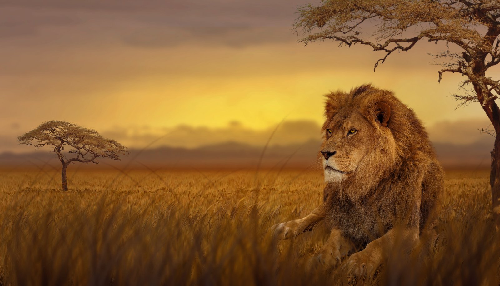 lion lying on brown grass field near trees savannah nature 2k 4k 5k