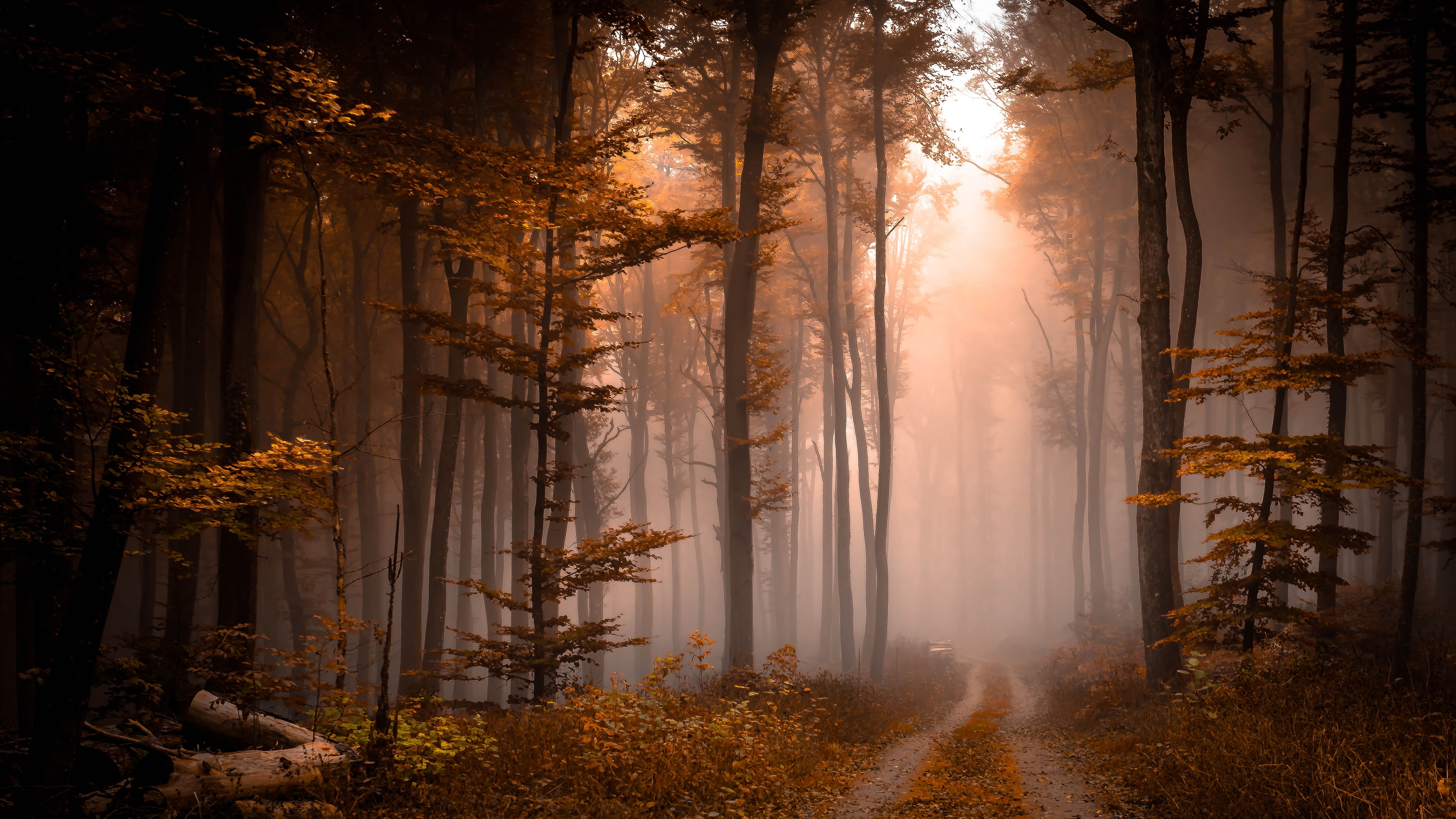 mist fog path forest autumn foggy pathway woods 2k 4k