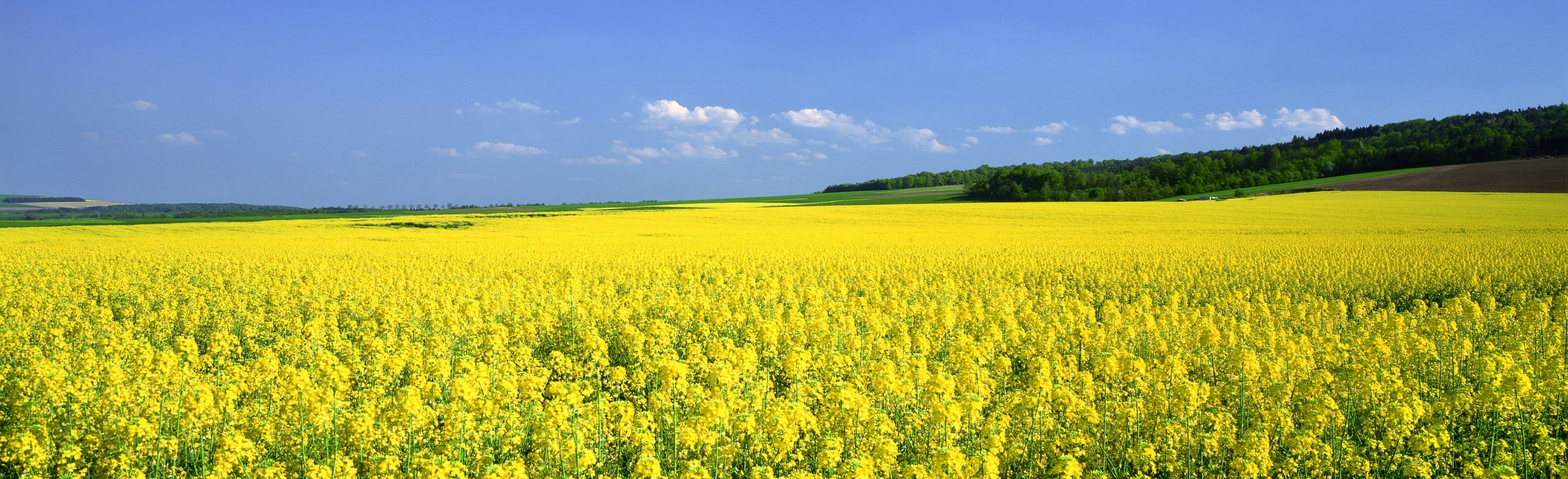 Mustard Flower Field green fields Nature Landscape yellow 2k 4k